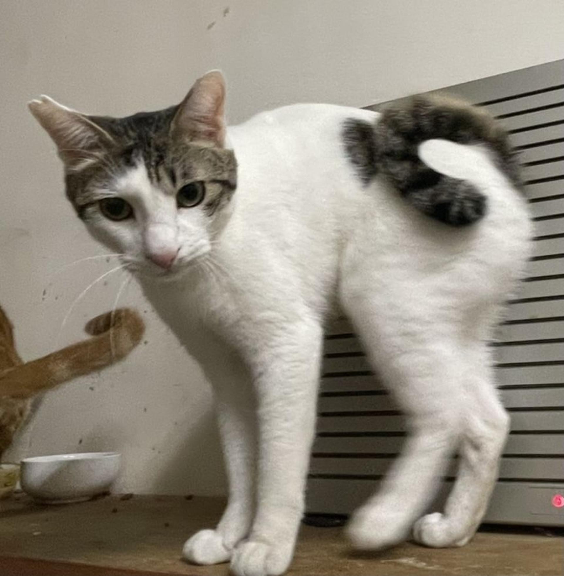 pet-image-4