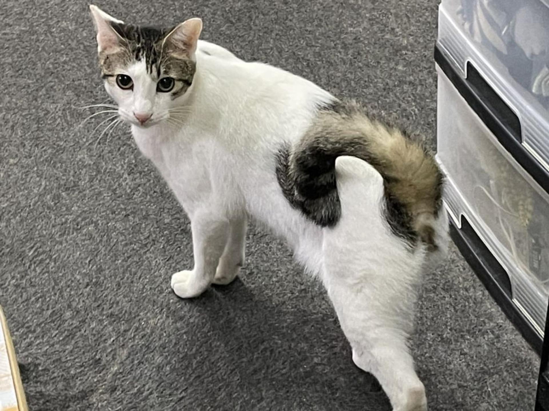 pet-image-6