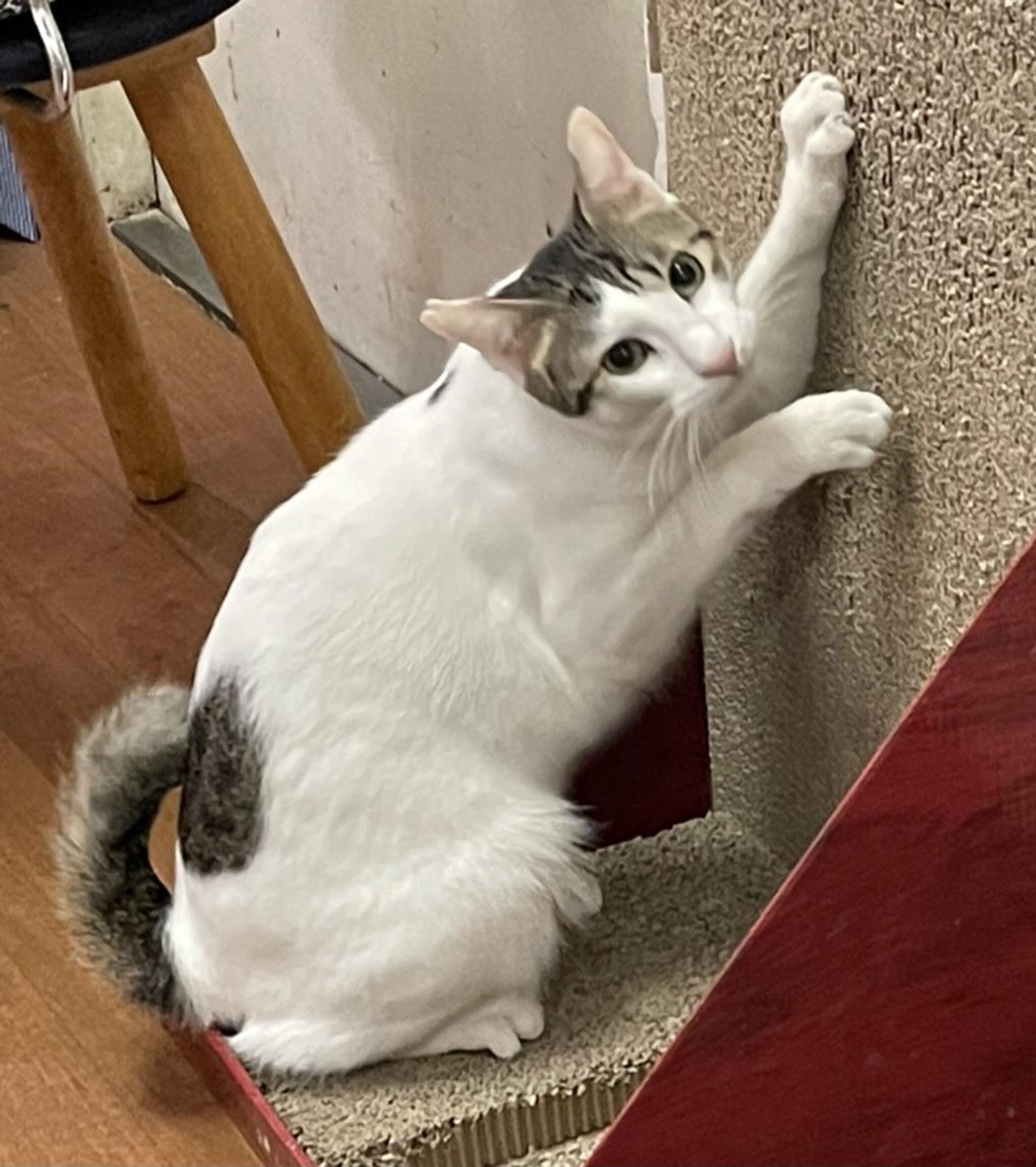 pet-image-8