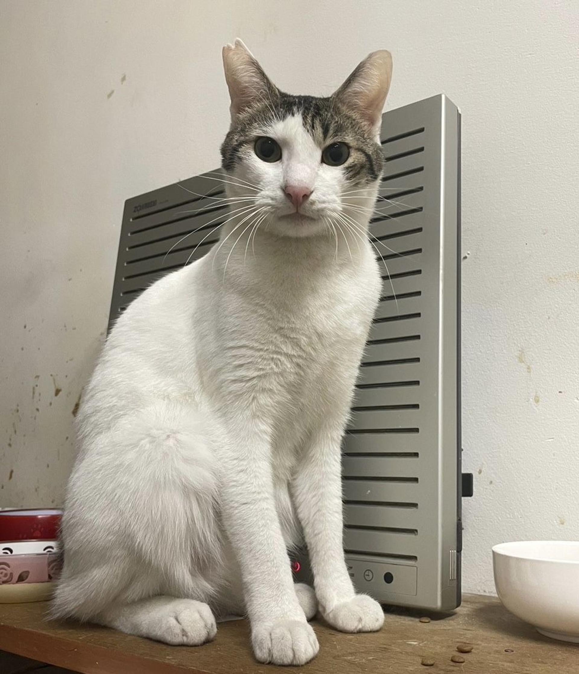 pet-image-7