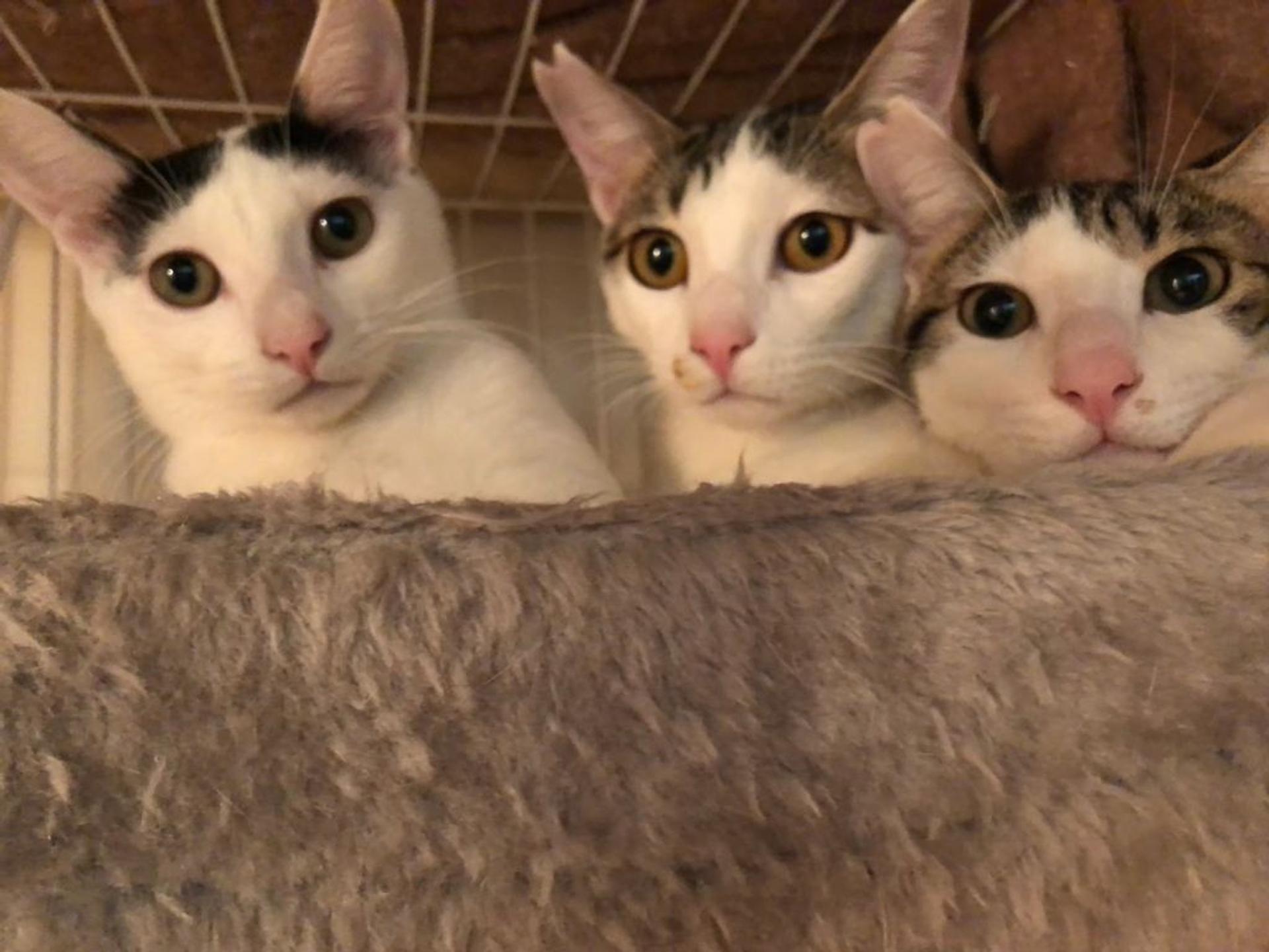 pet-image-10