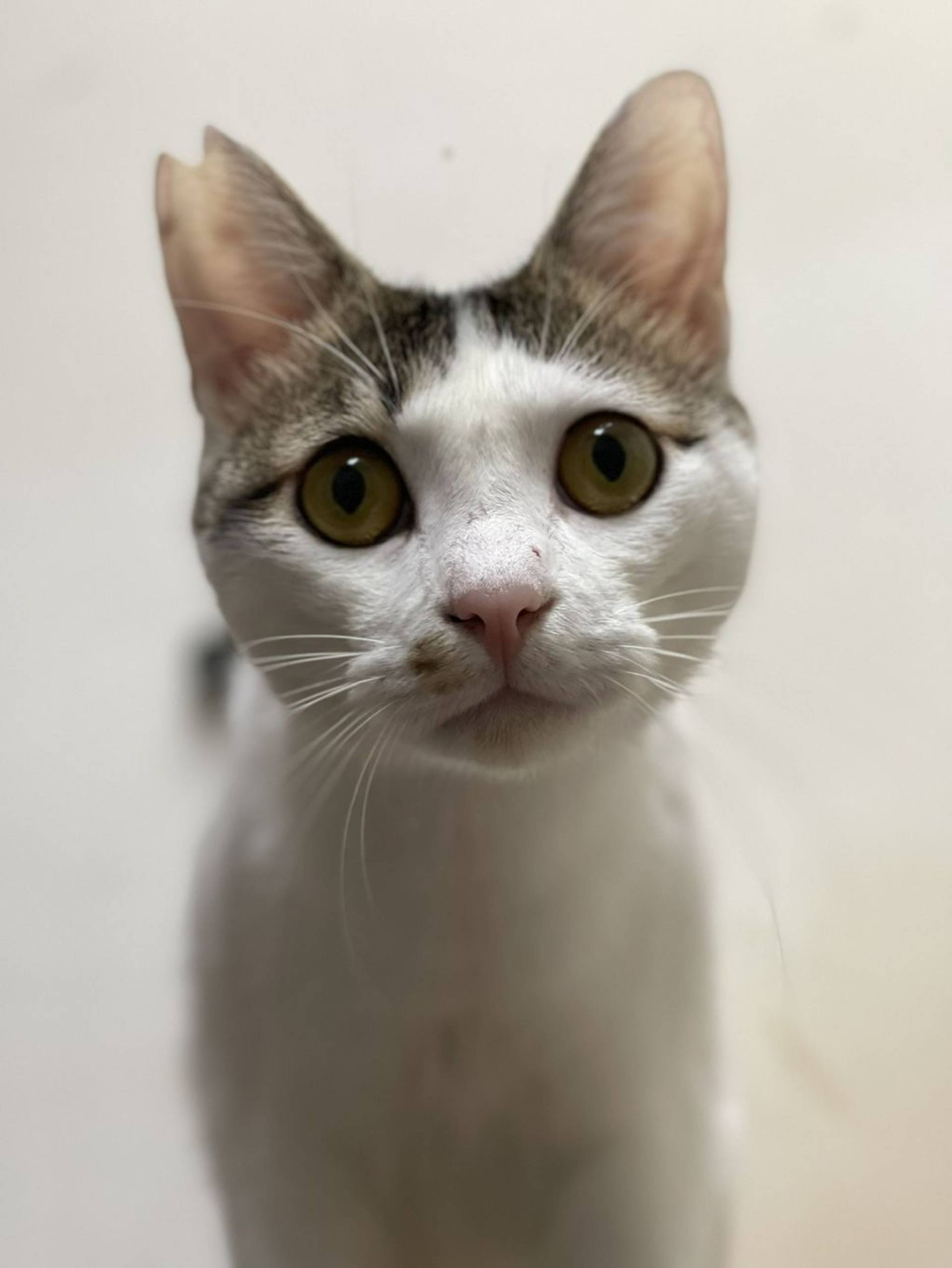 雑種（ミックス猫）・オスの里親募集の写真