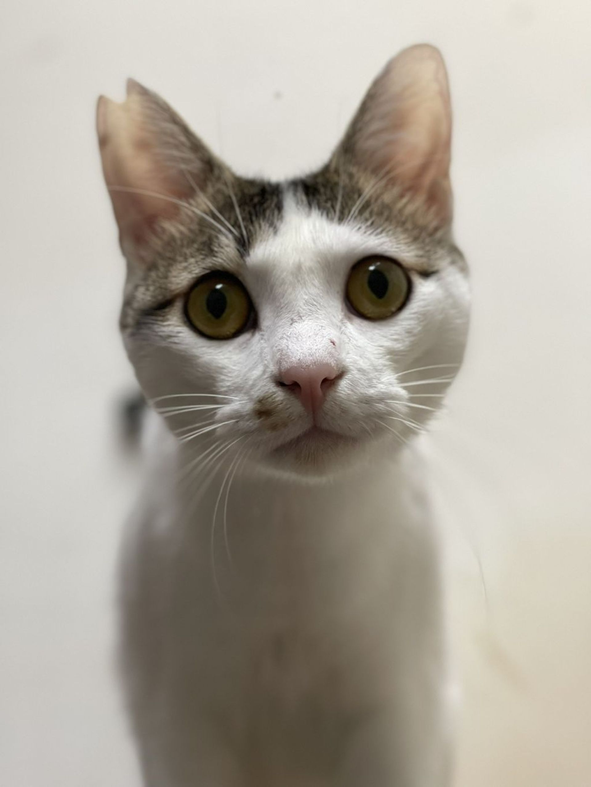 雑種（ミックス猫）・オスの里親募集の写真