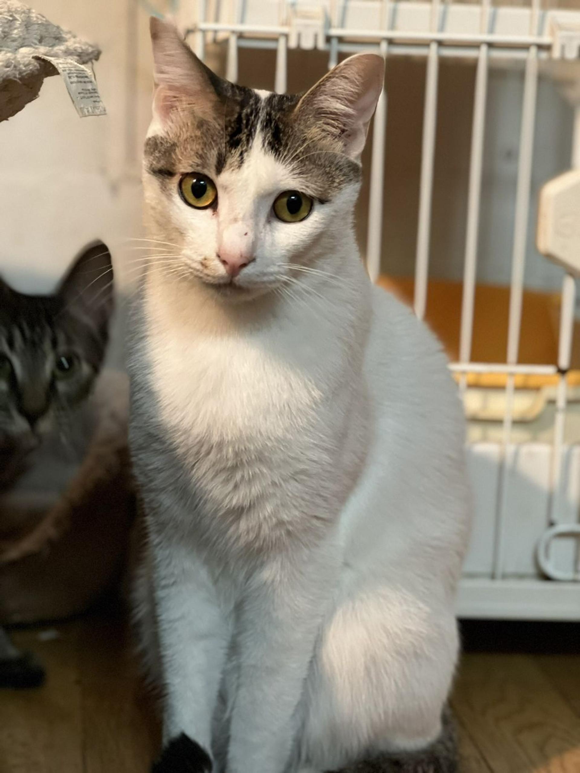 pet-image-4
