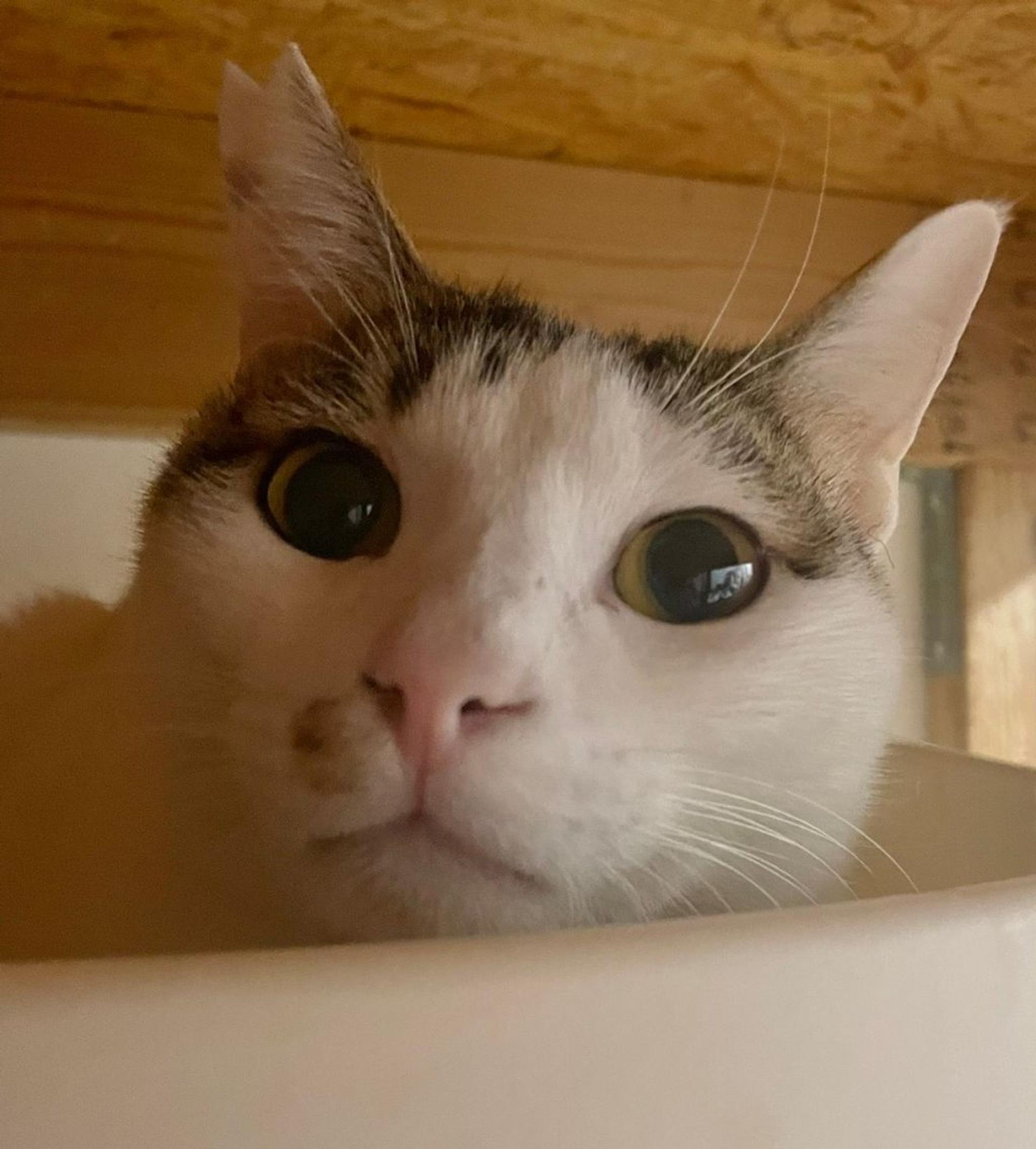 pet-image-2