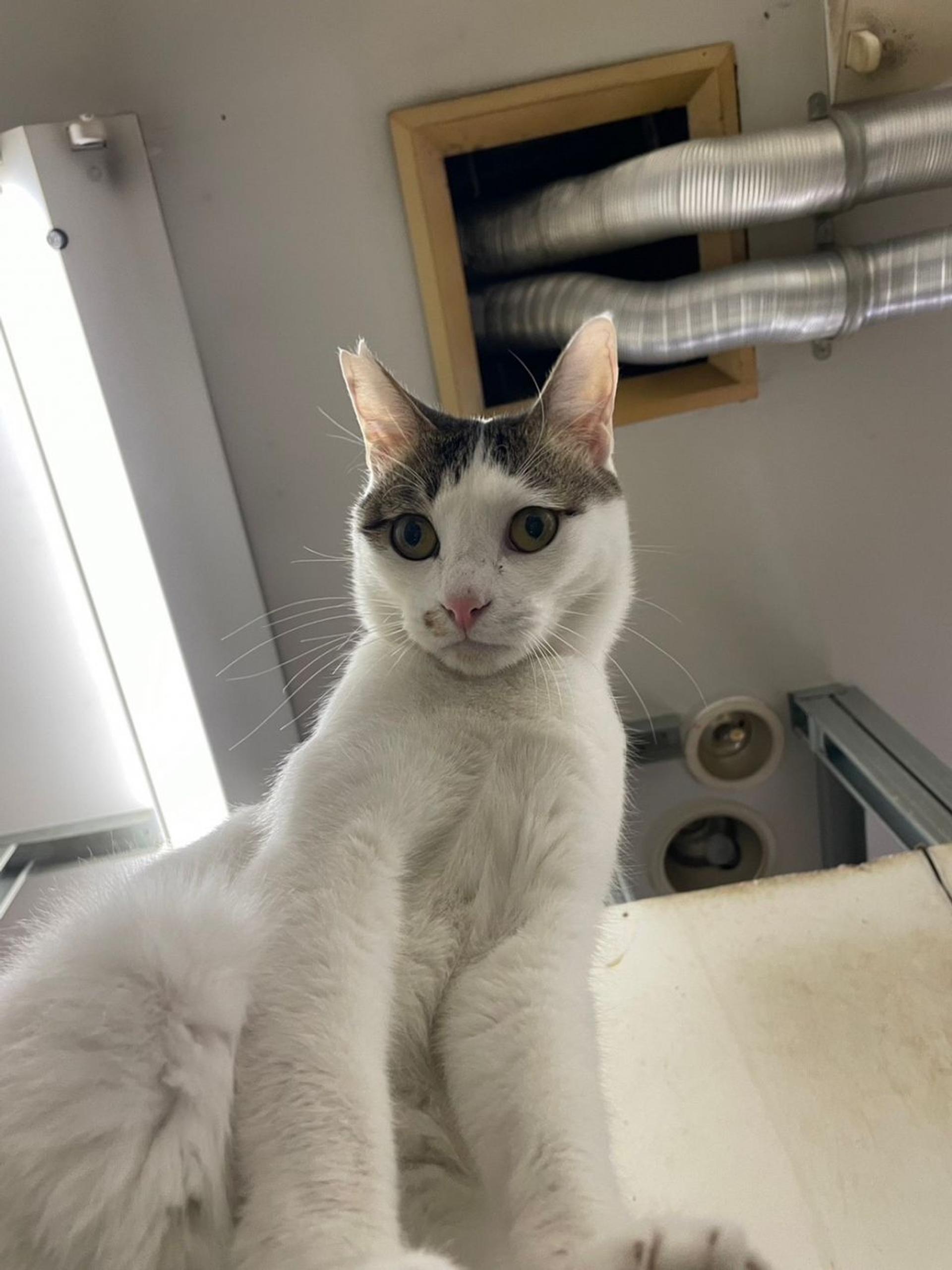 pet-image-8