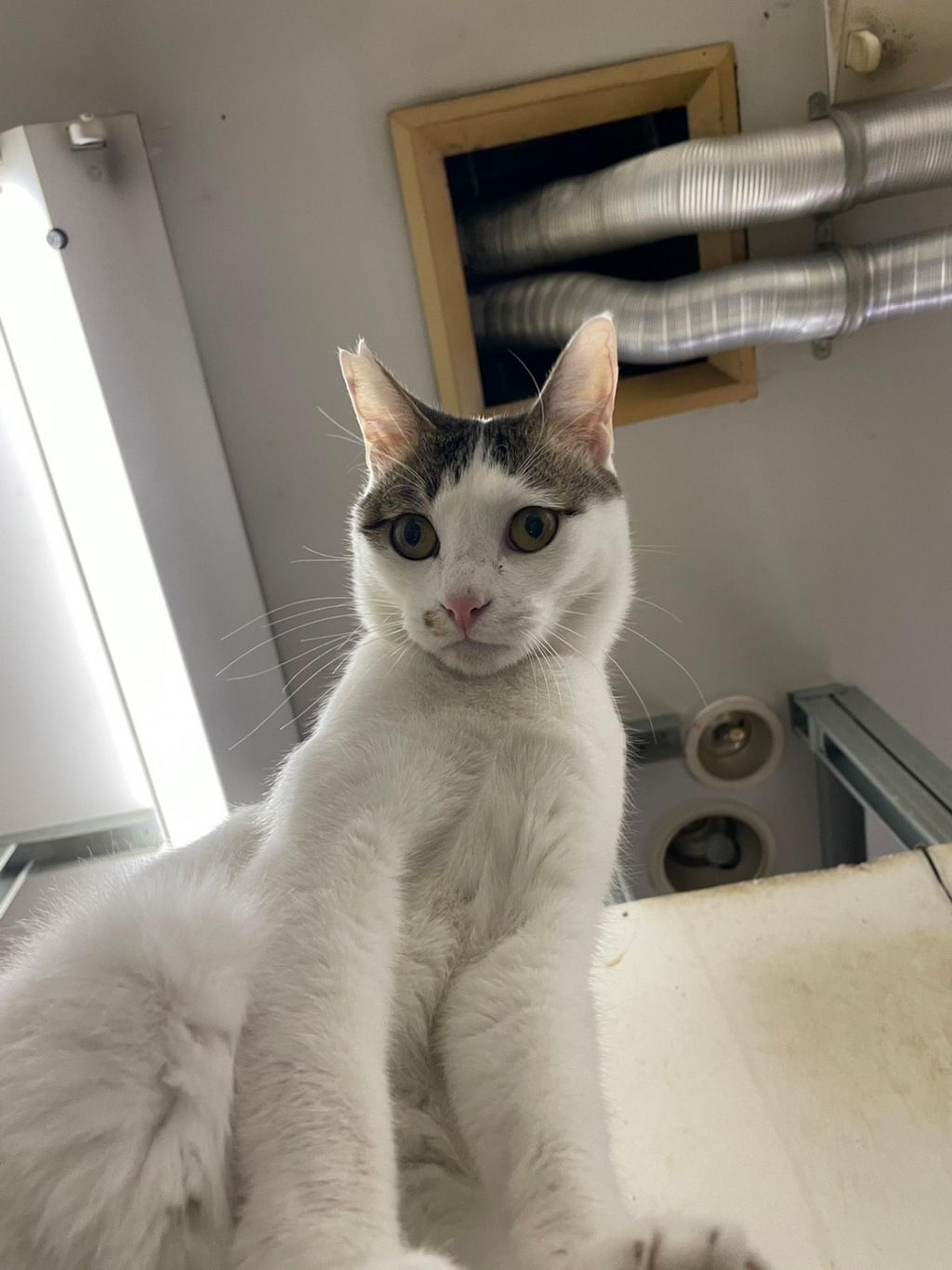 pet-image-8