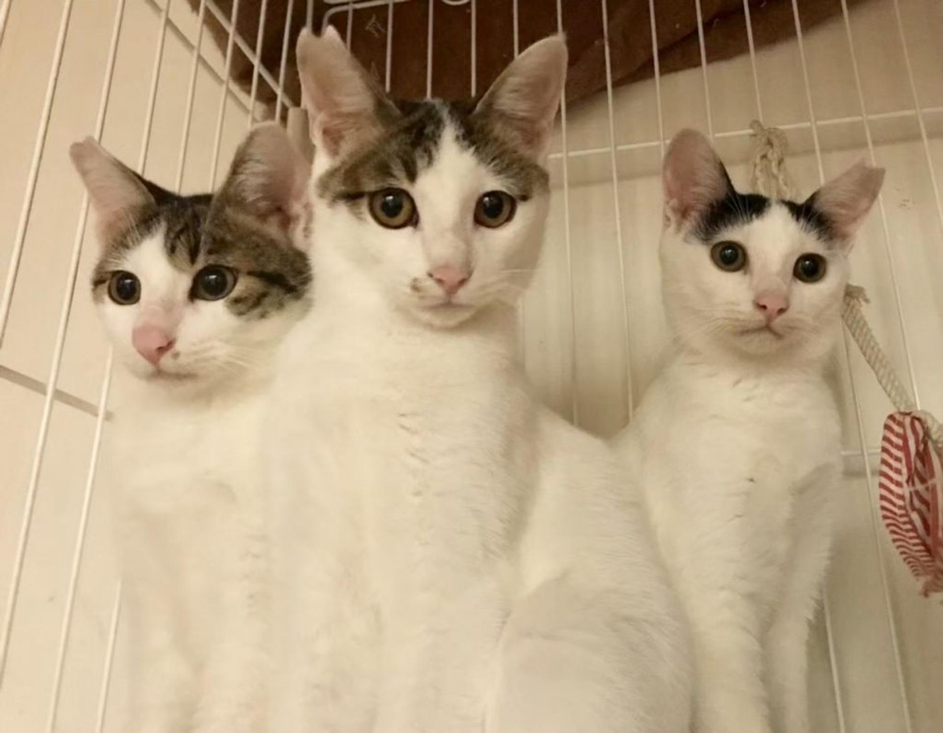 pet-image-9