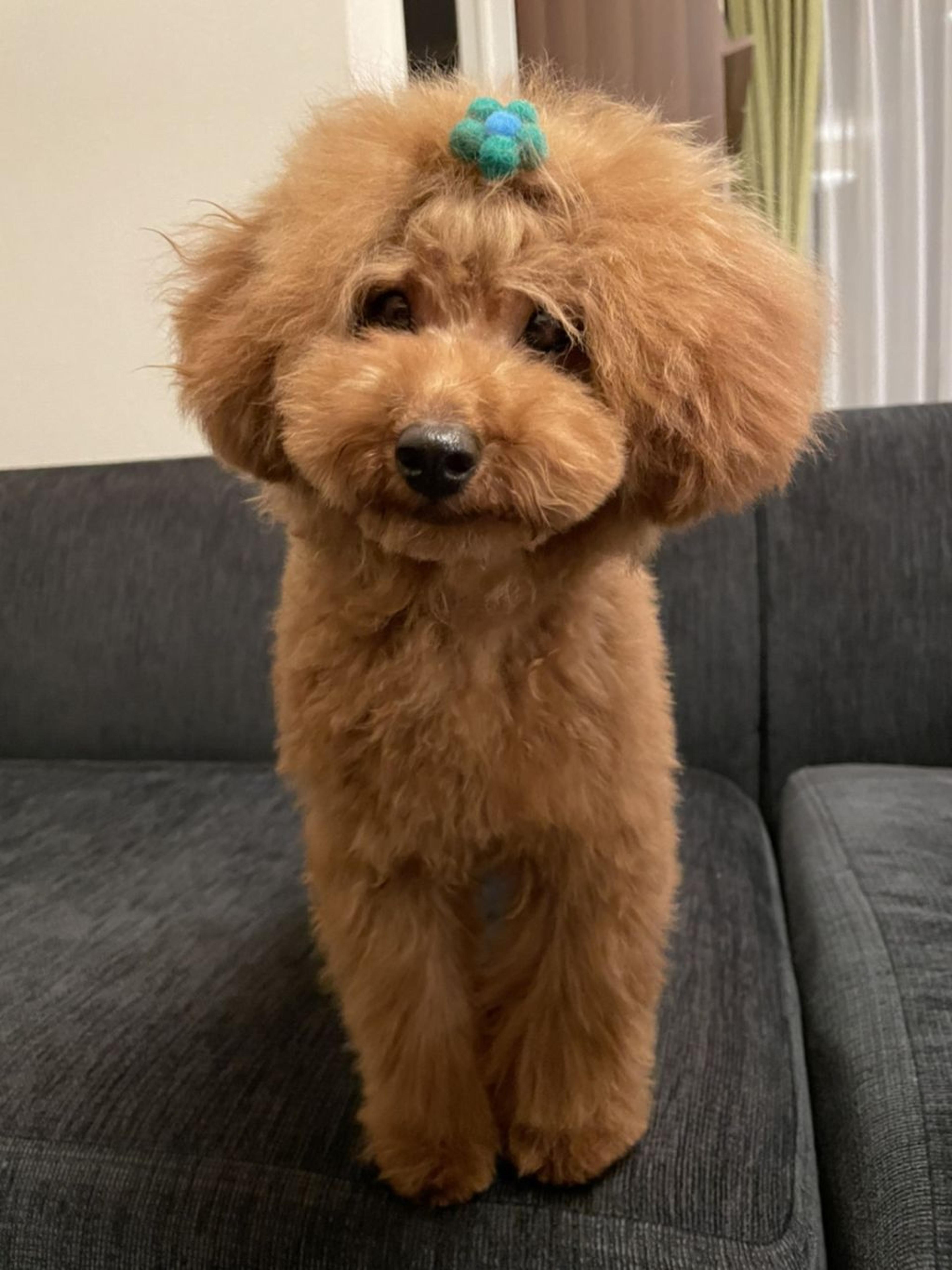 pet-image-2