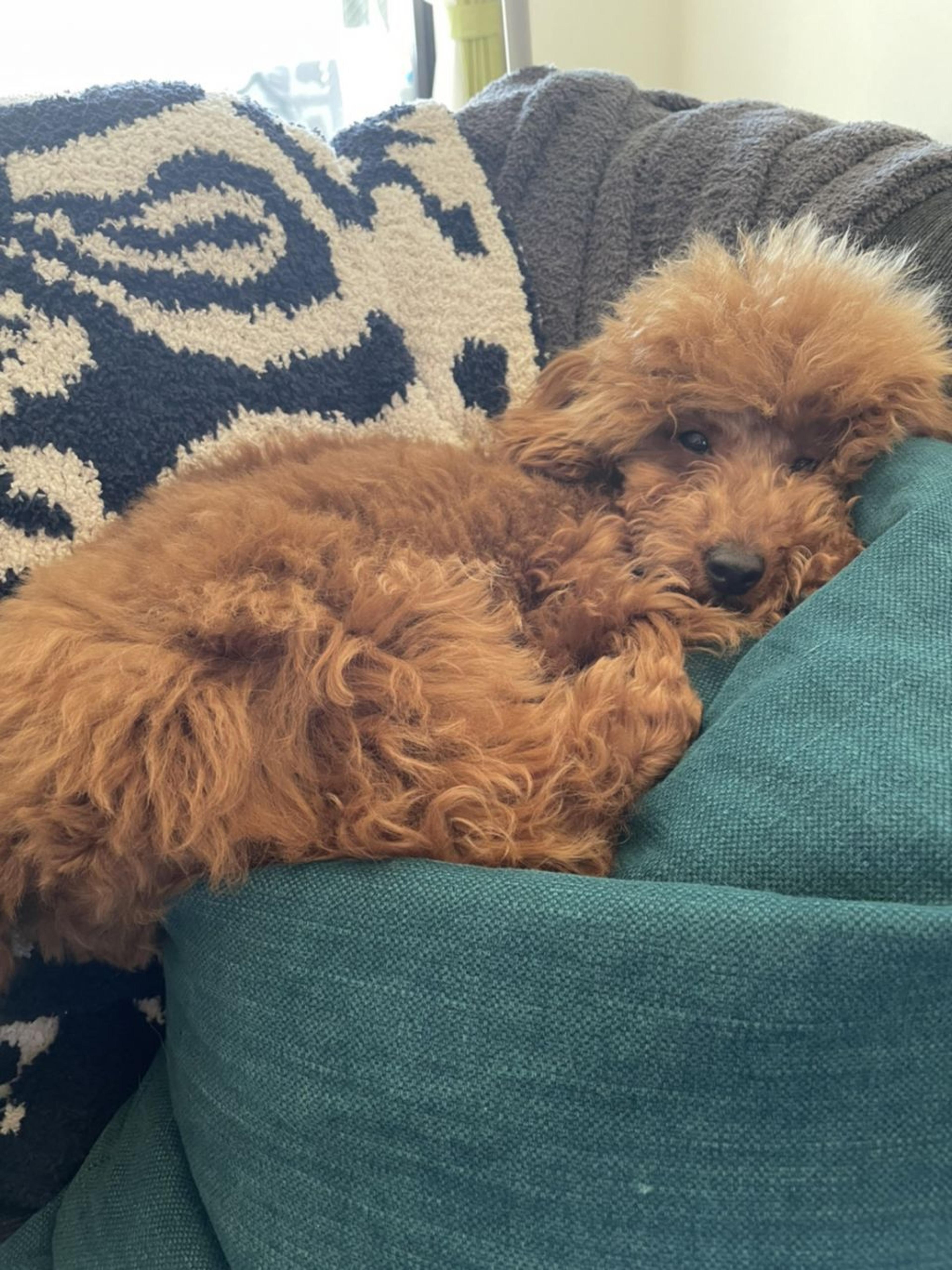 pet-image-3