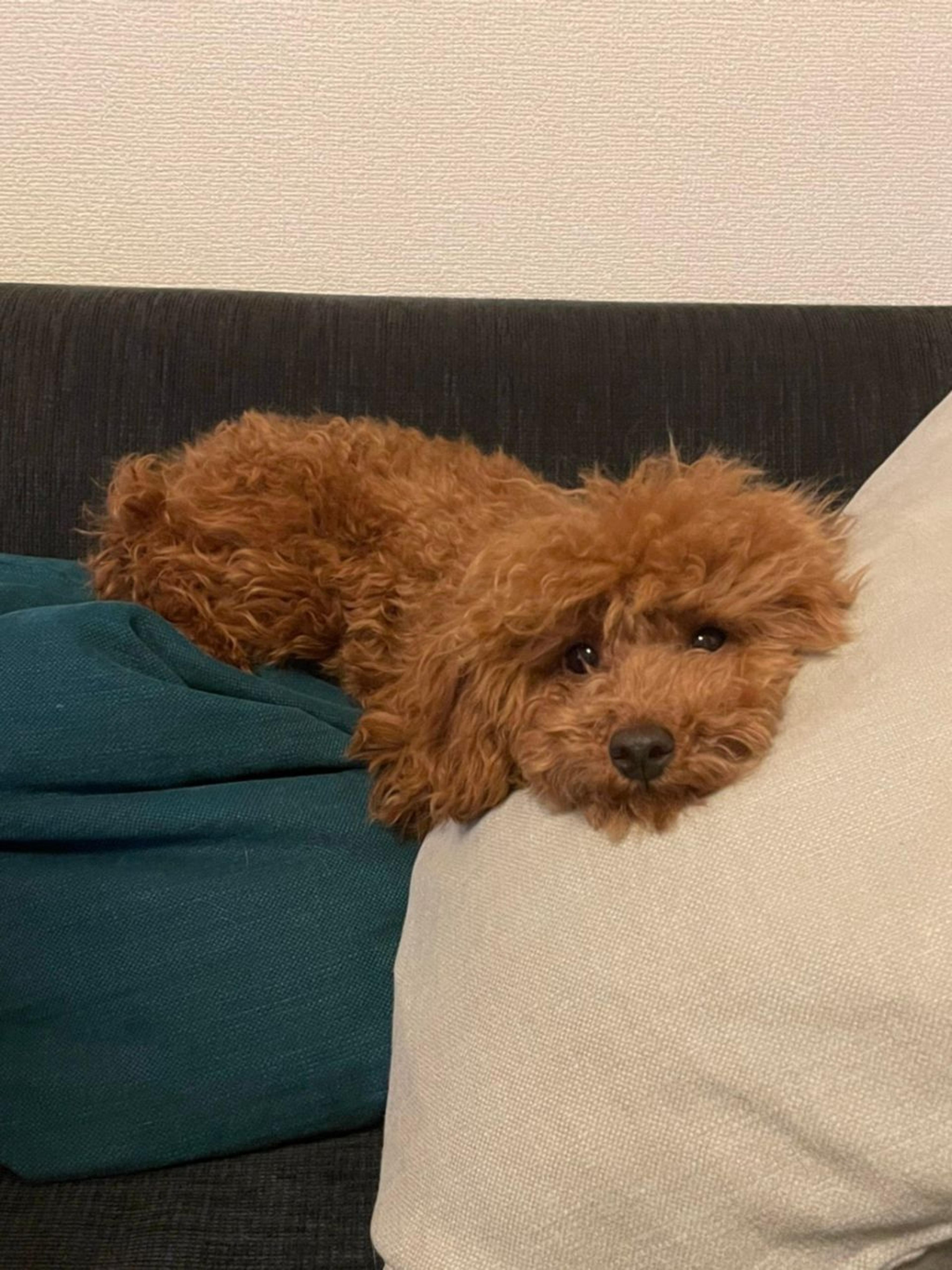 pet-image-4