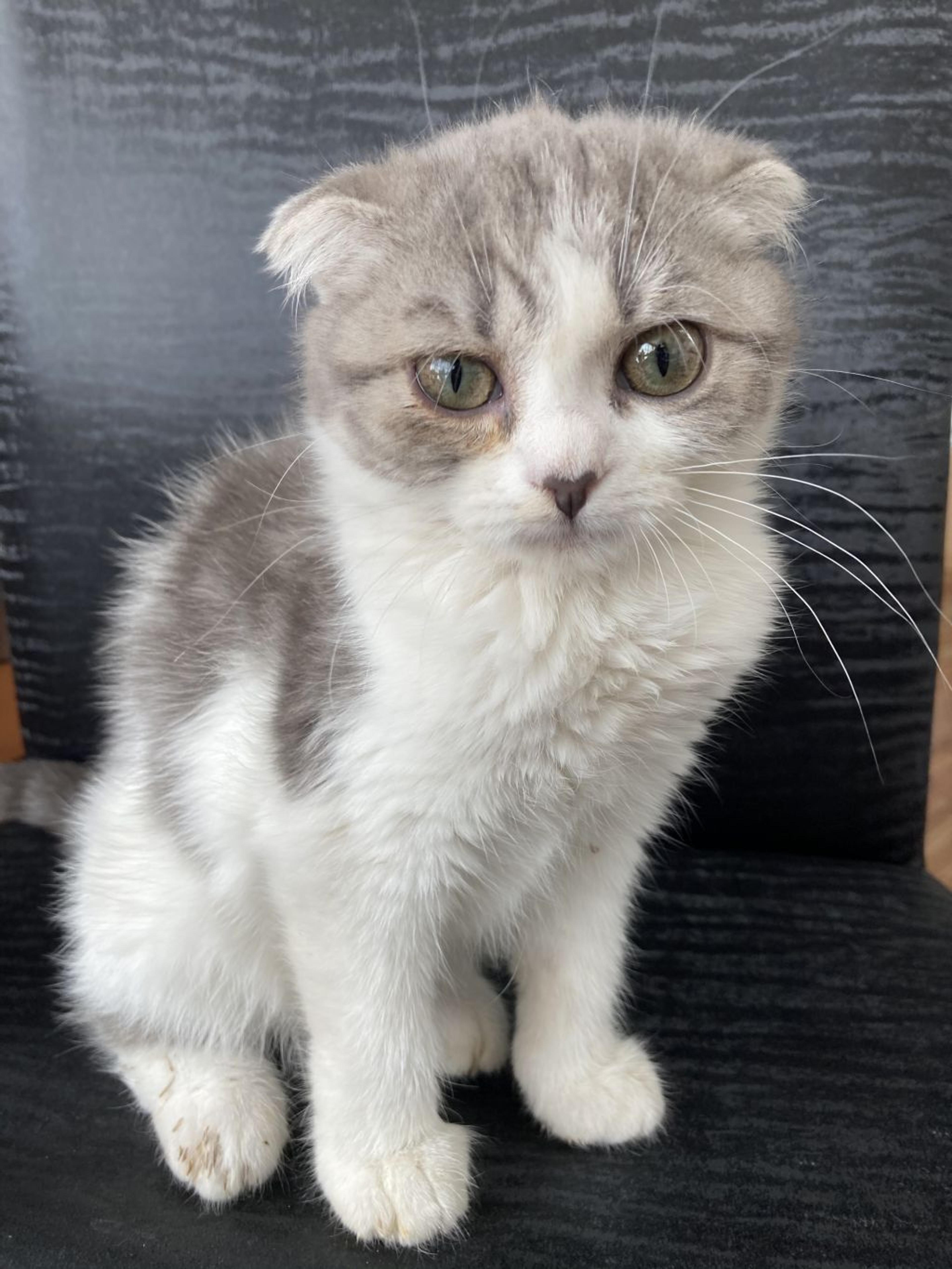 pet-image-2