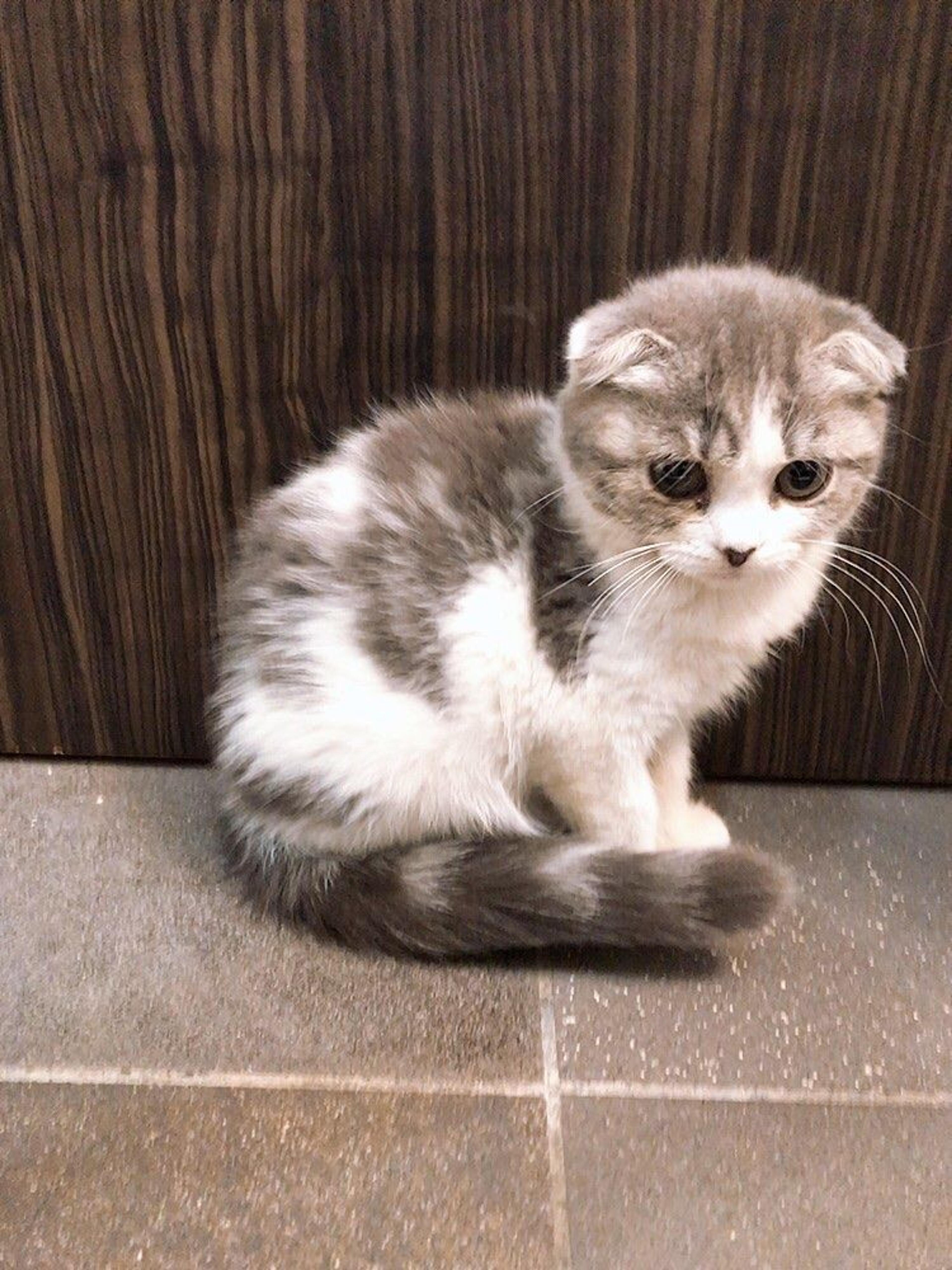 pet-image-4