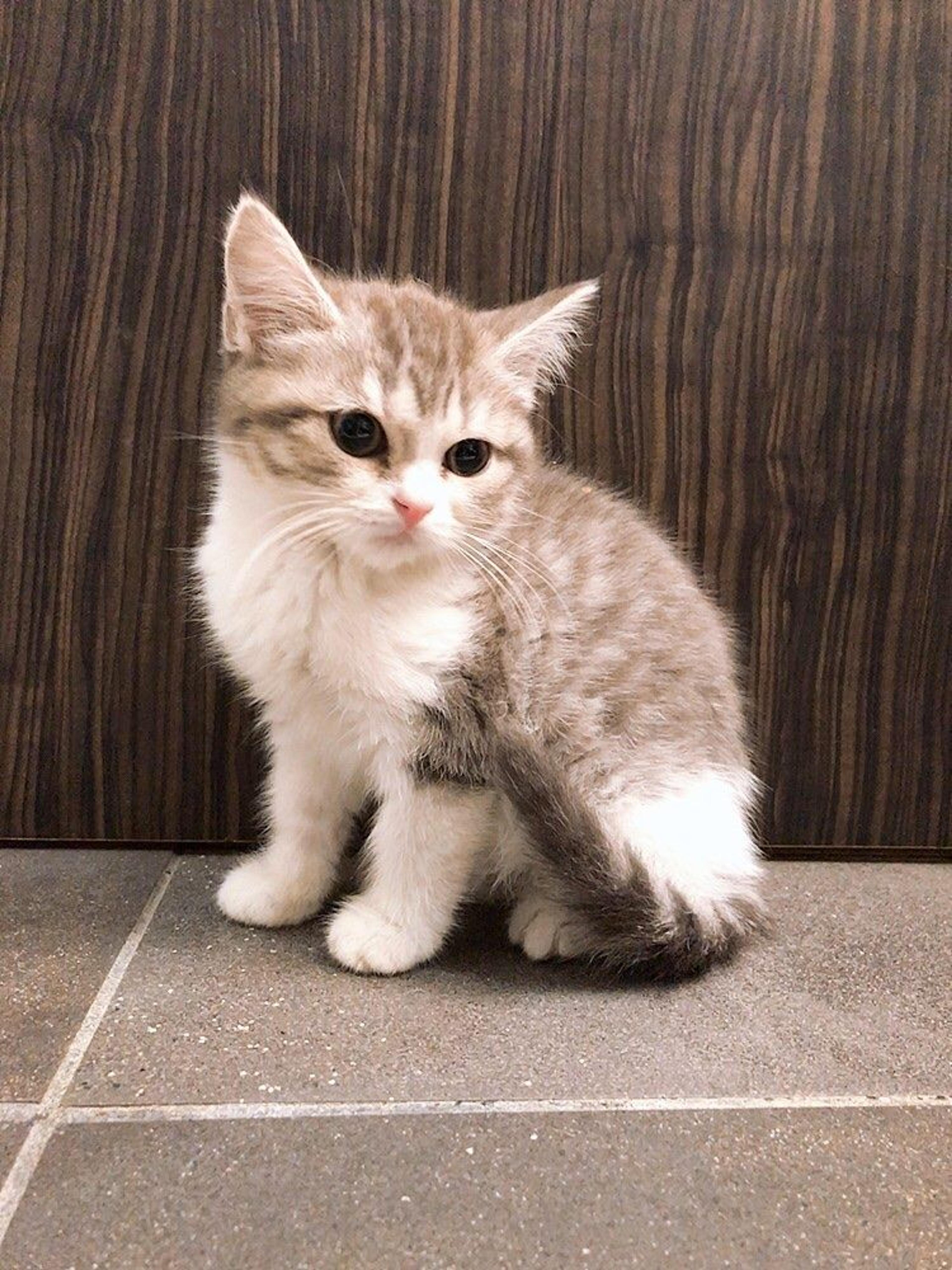 pet-image-4