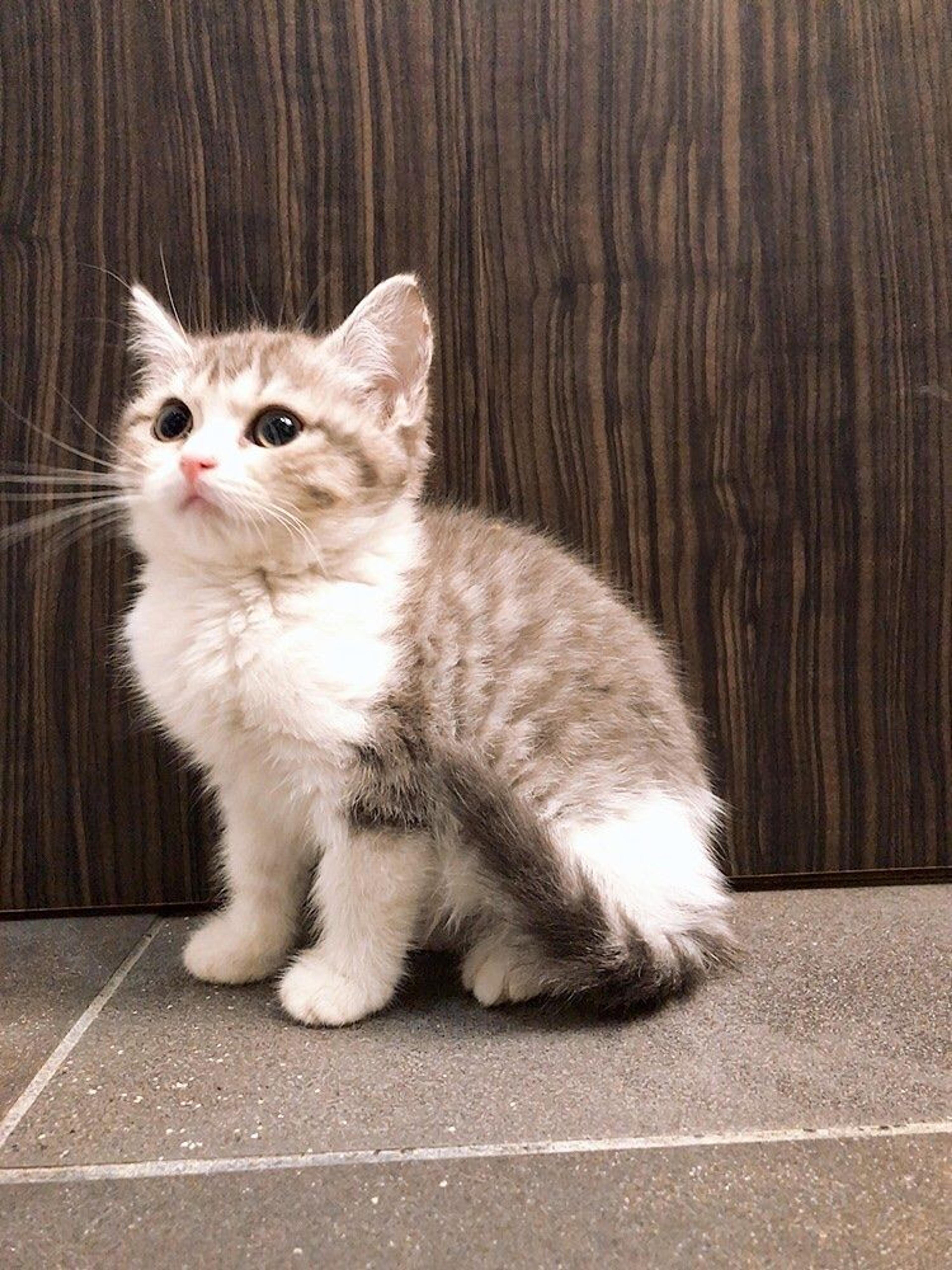 pet-image-5