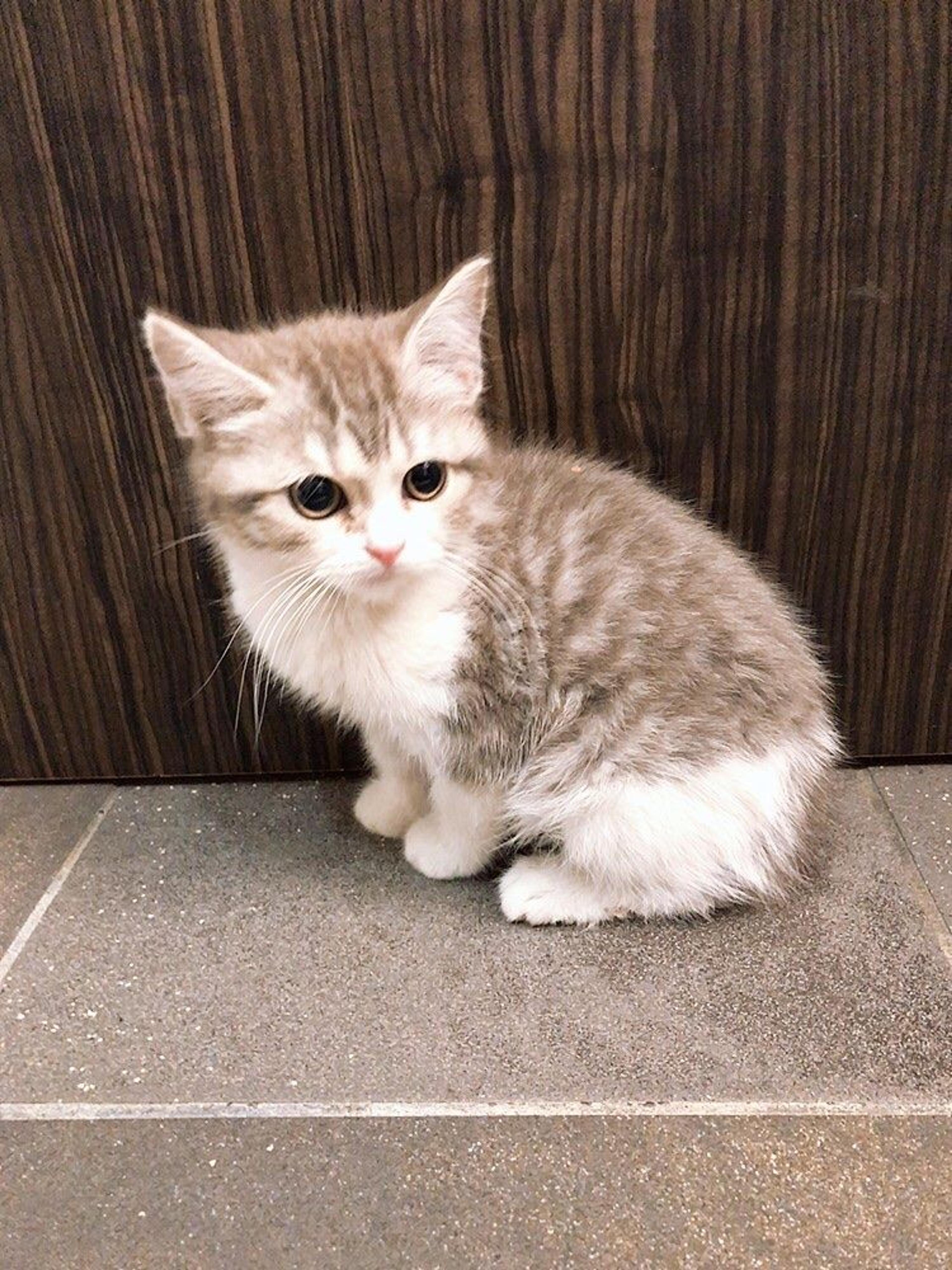 pet-image-6