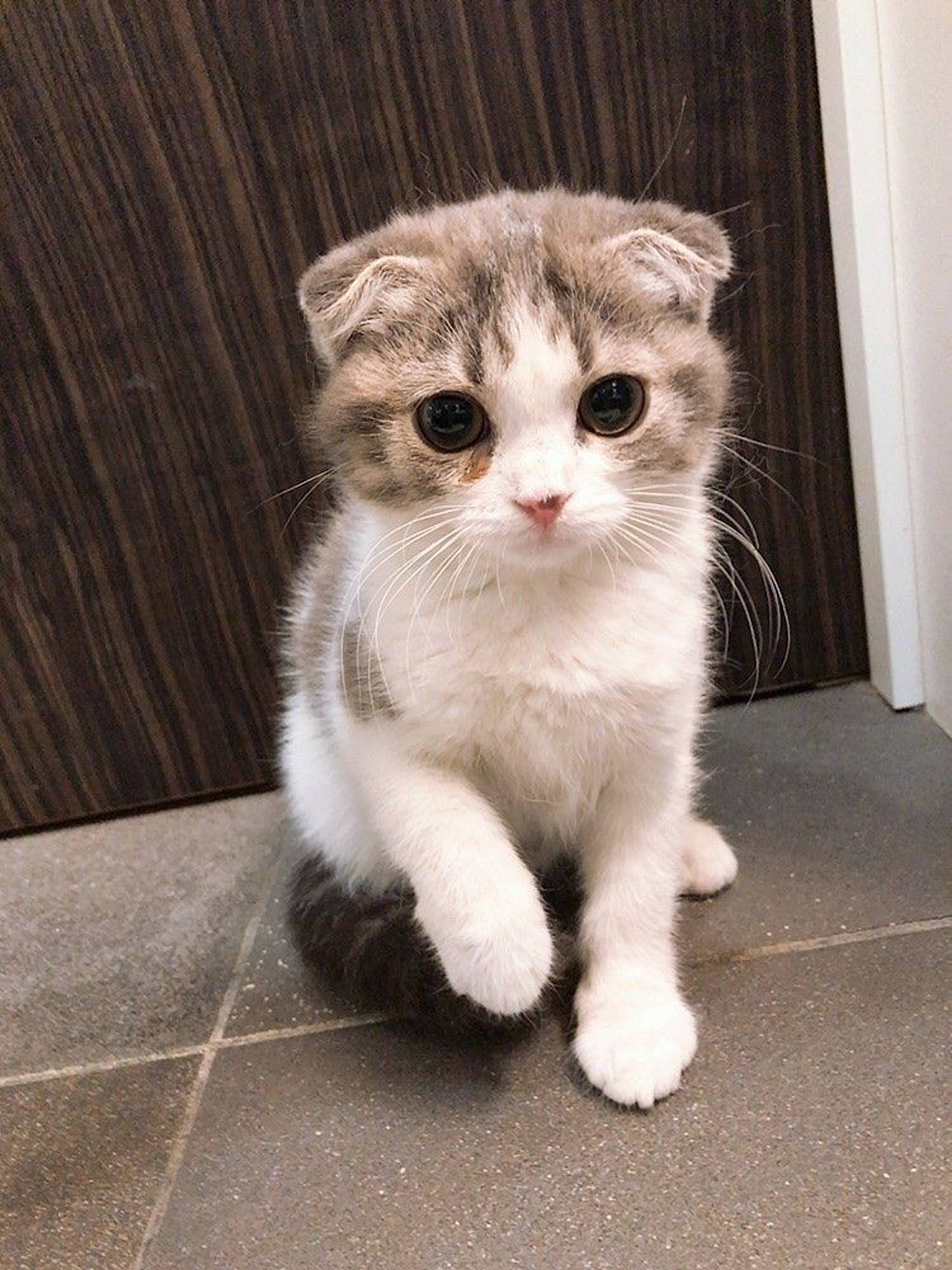 スコティッシュフォールド・メスの里親募集の写真