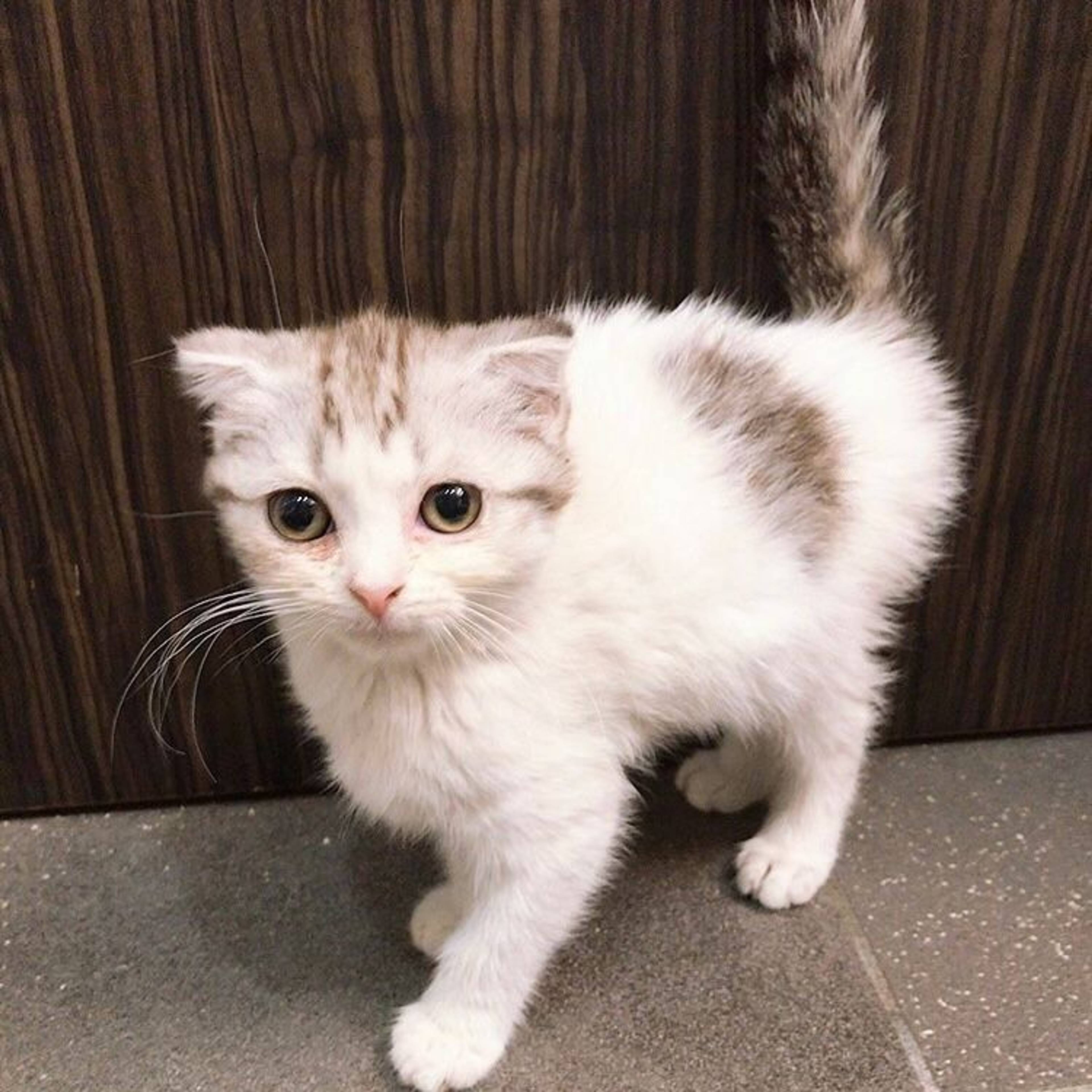 スコティッシュフォールド・メスの里親募集の写真
