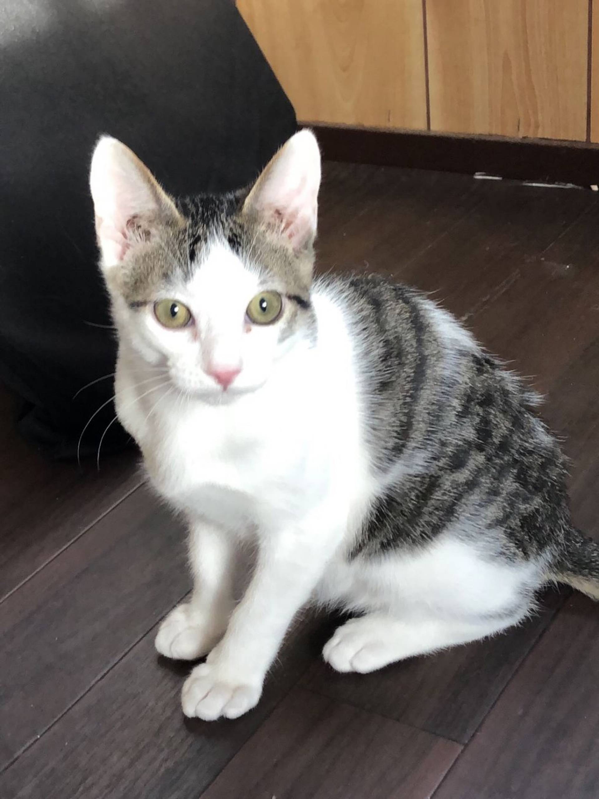 雑種（ミックス猫）・オスの里親募集の写真