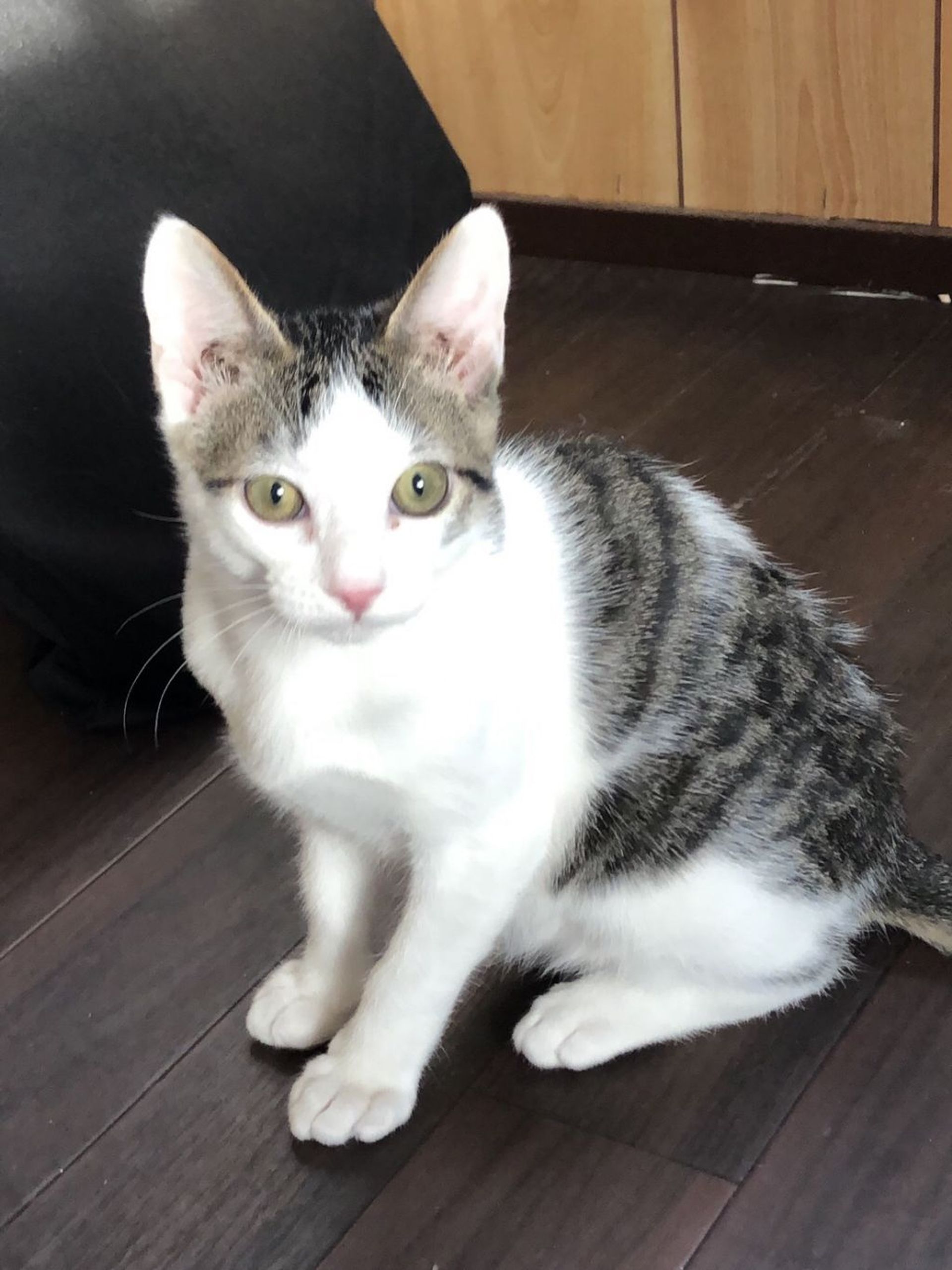 雑種（ミックス猫）・オスの里親募集の写真