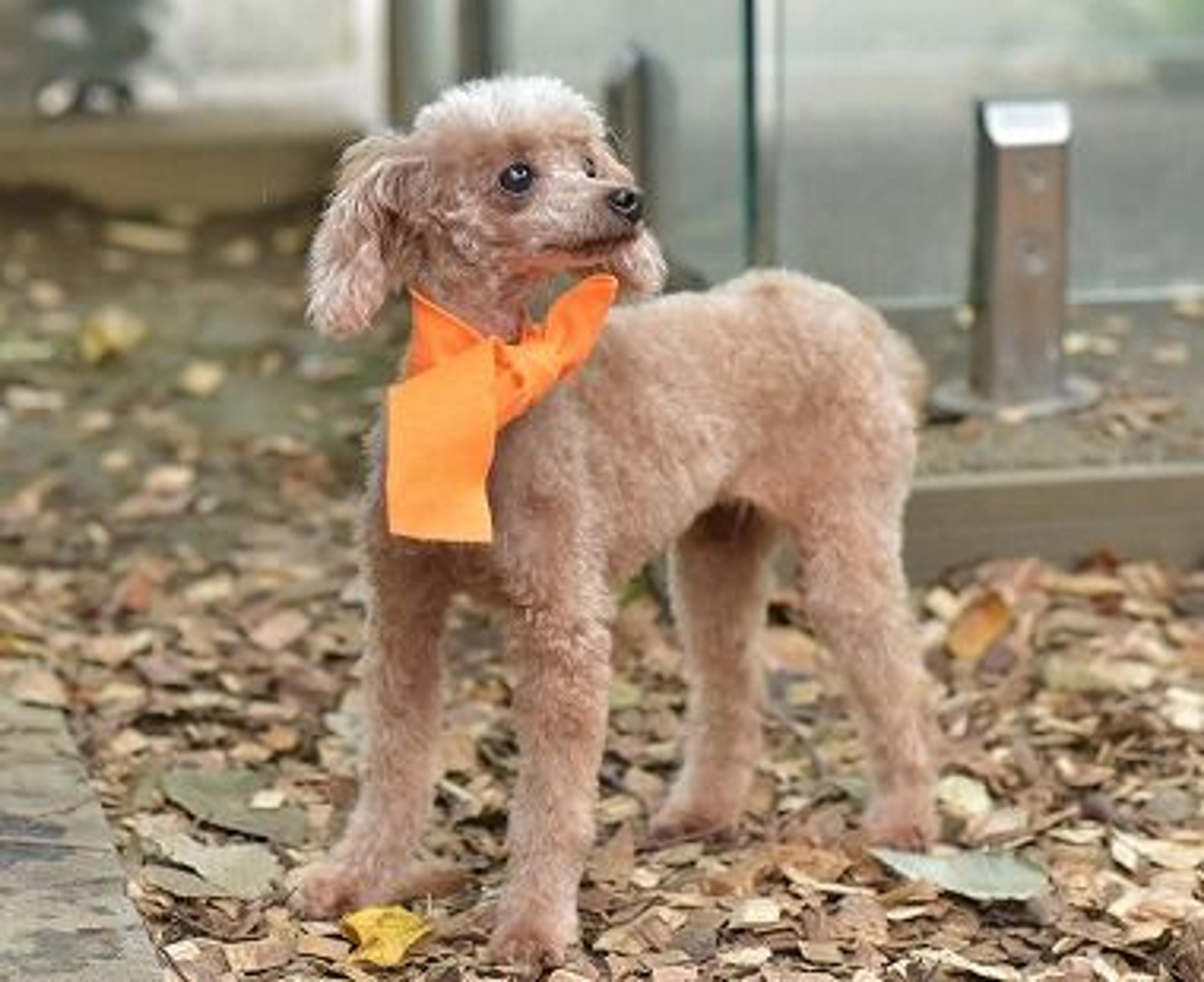 pet-image-2