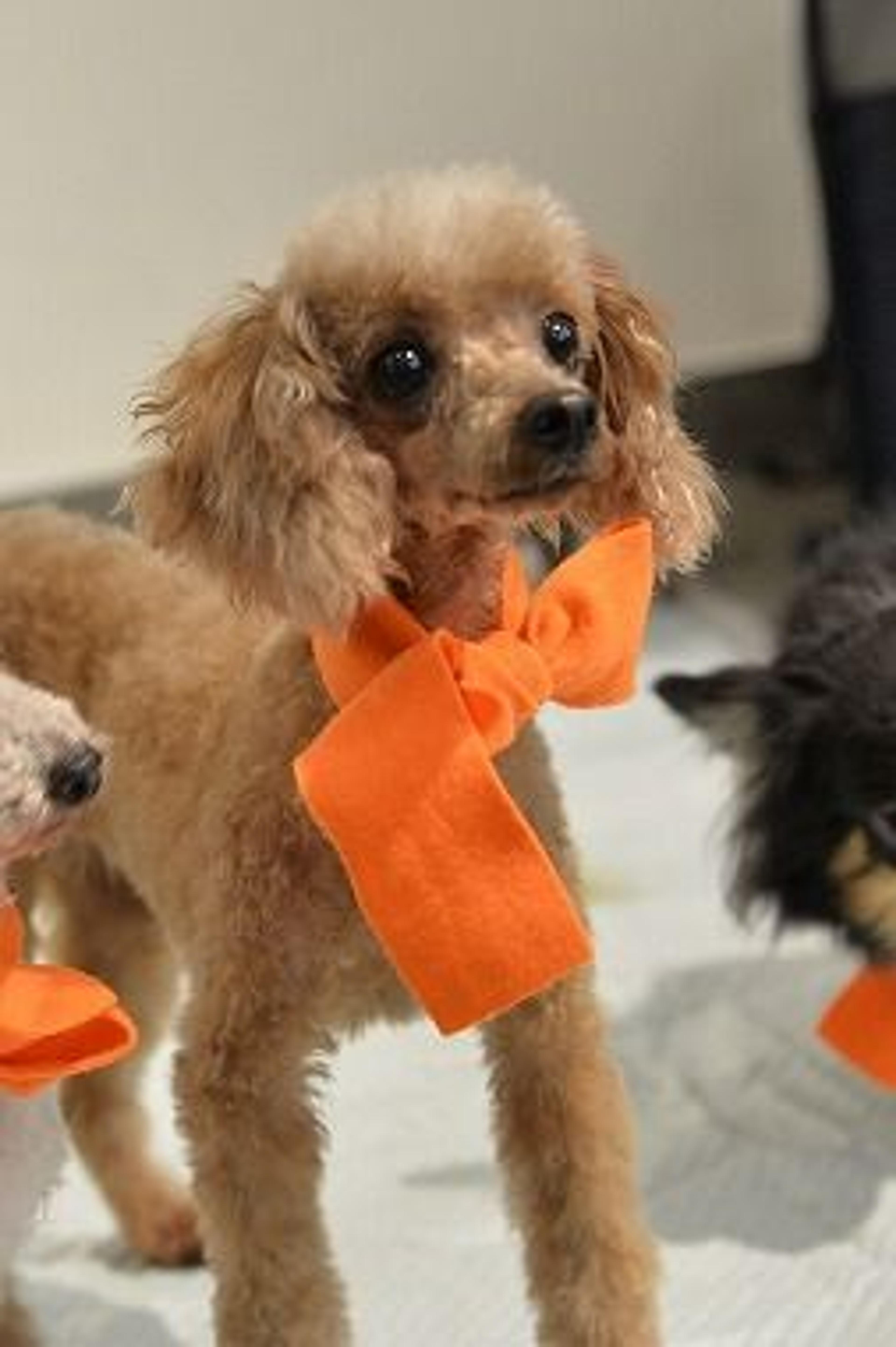 pet-image-3