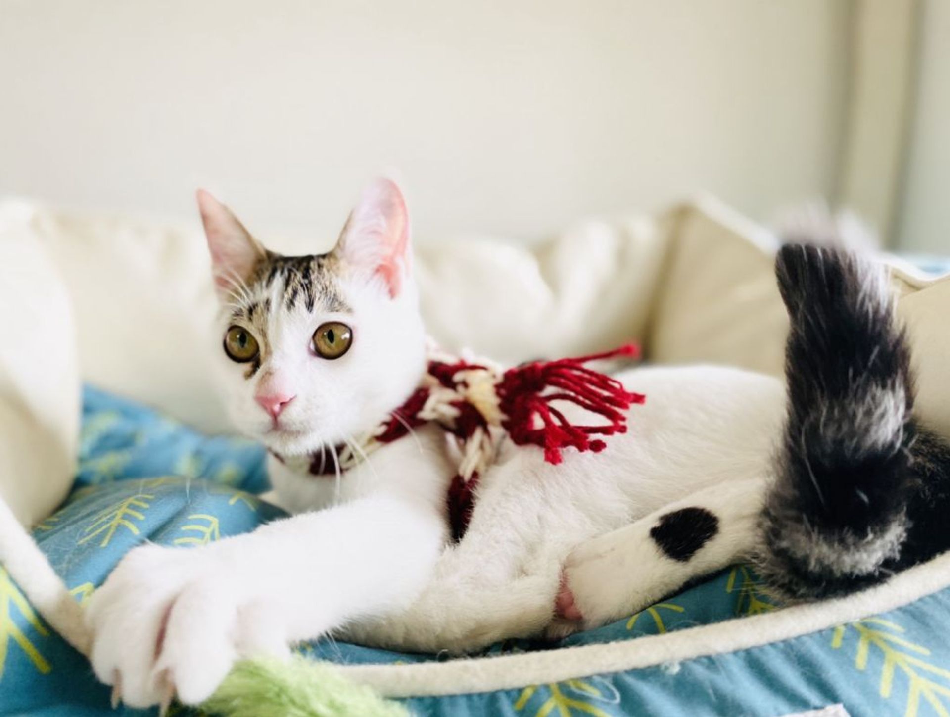 雑種（ミックス猫）・オスの里親募集の写真