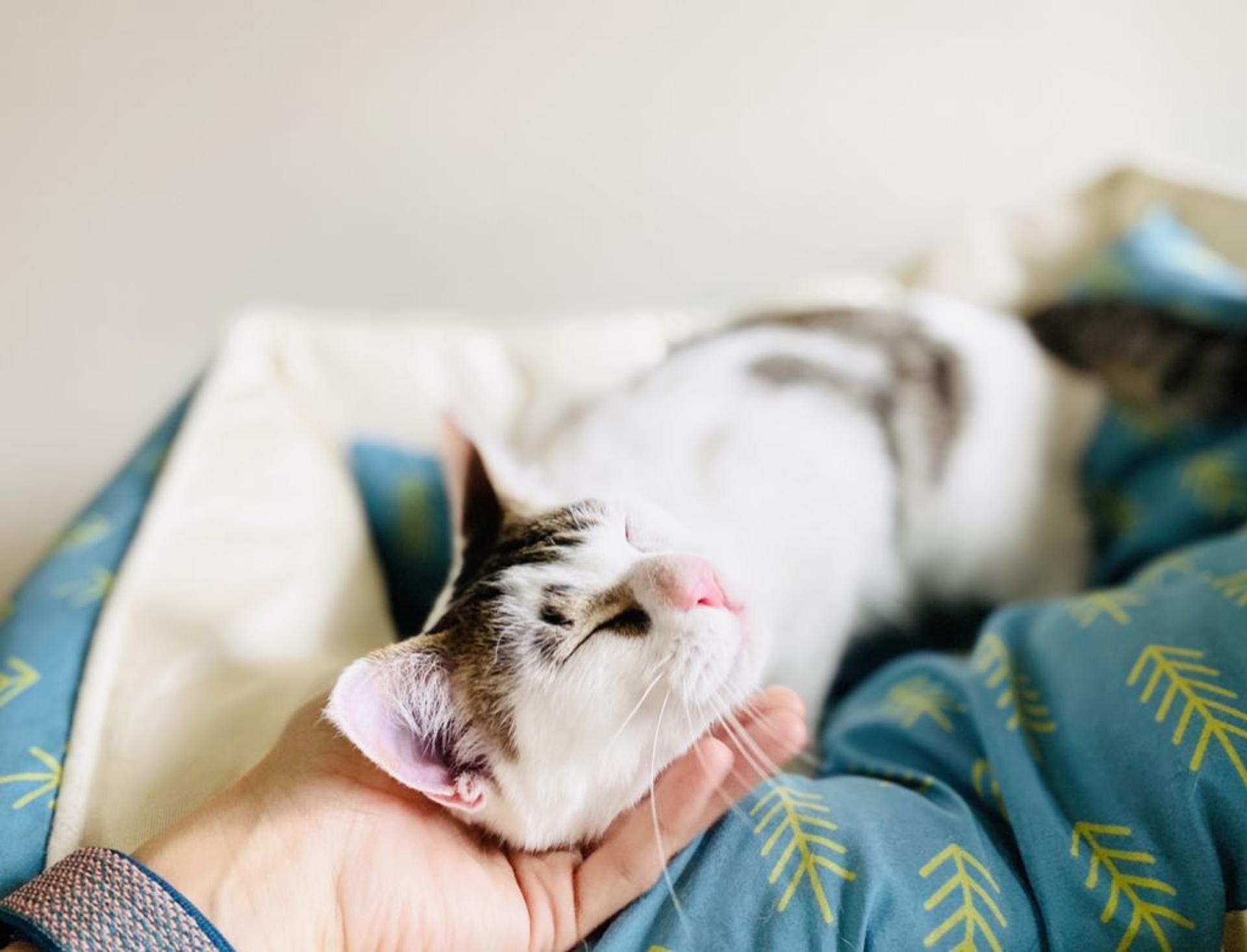 pet-image-5