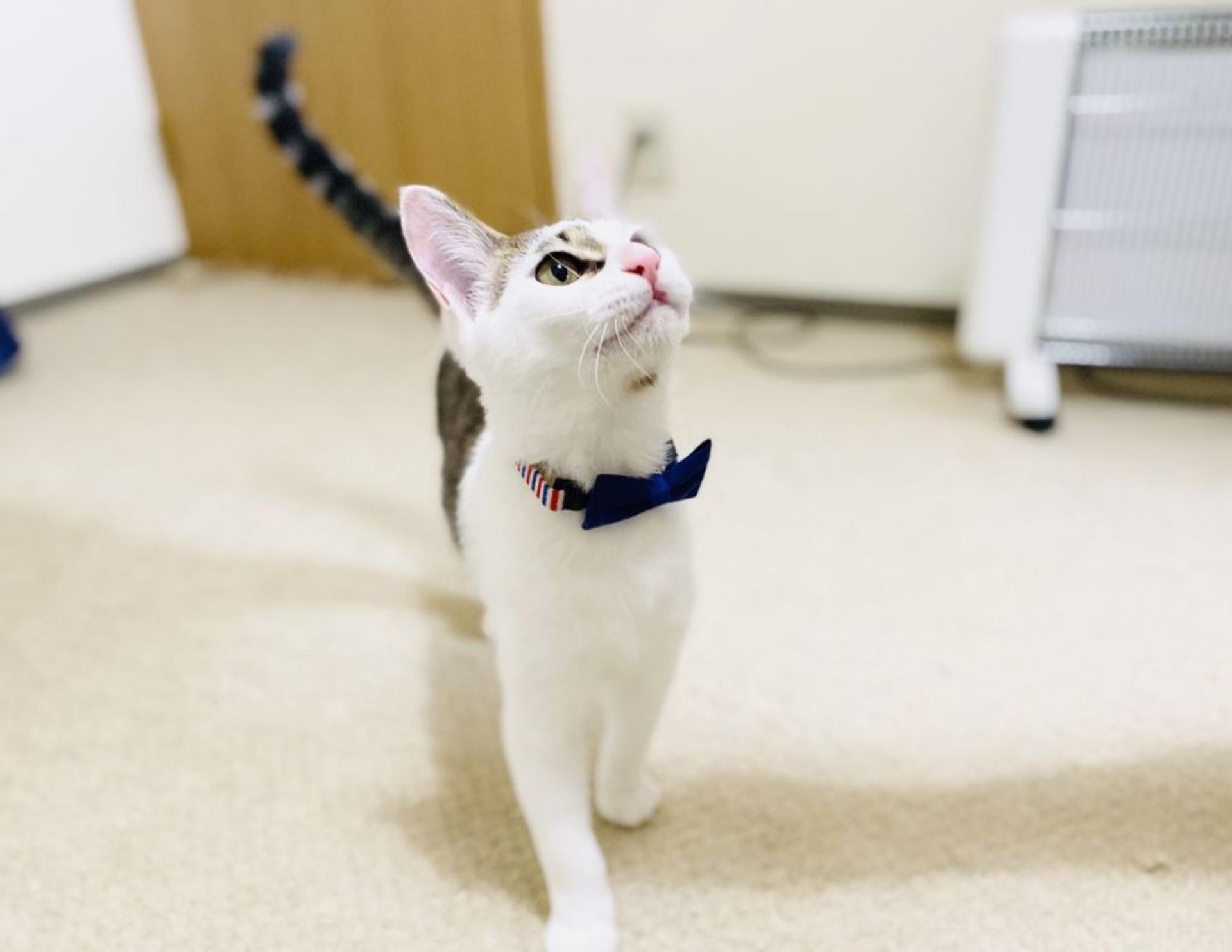 pet-image-10