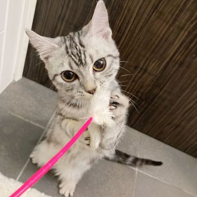 ハヤテの写真