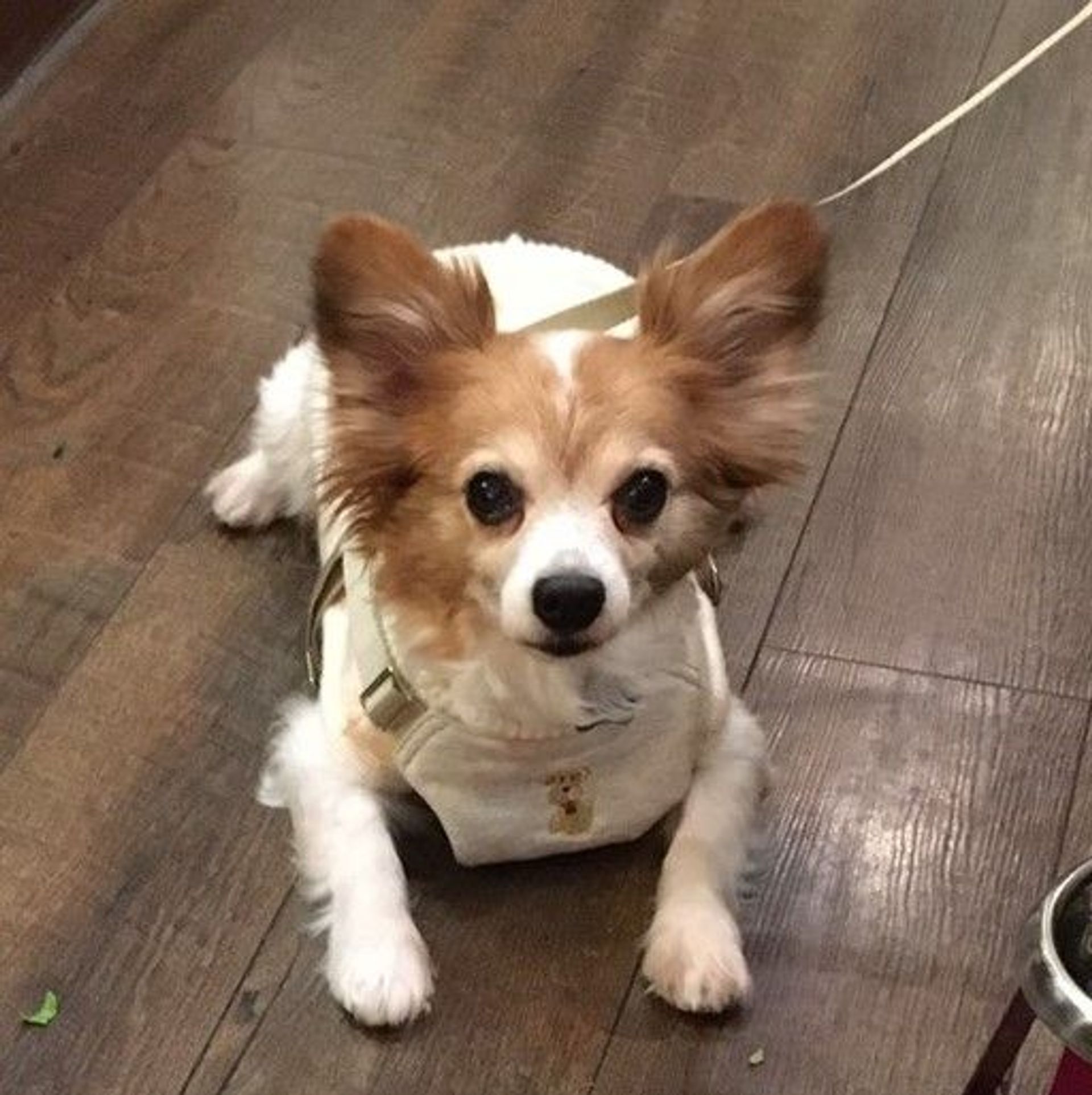 パピヨン・オスの里親募集の写真