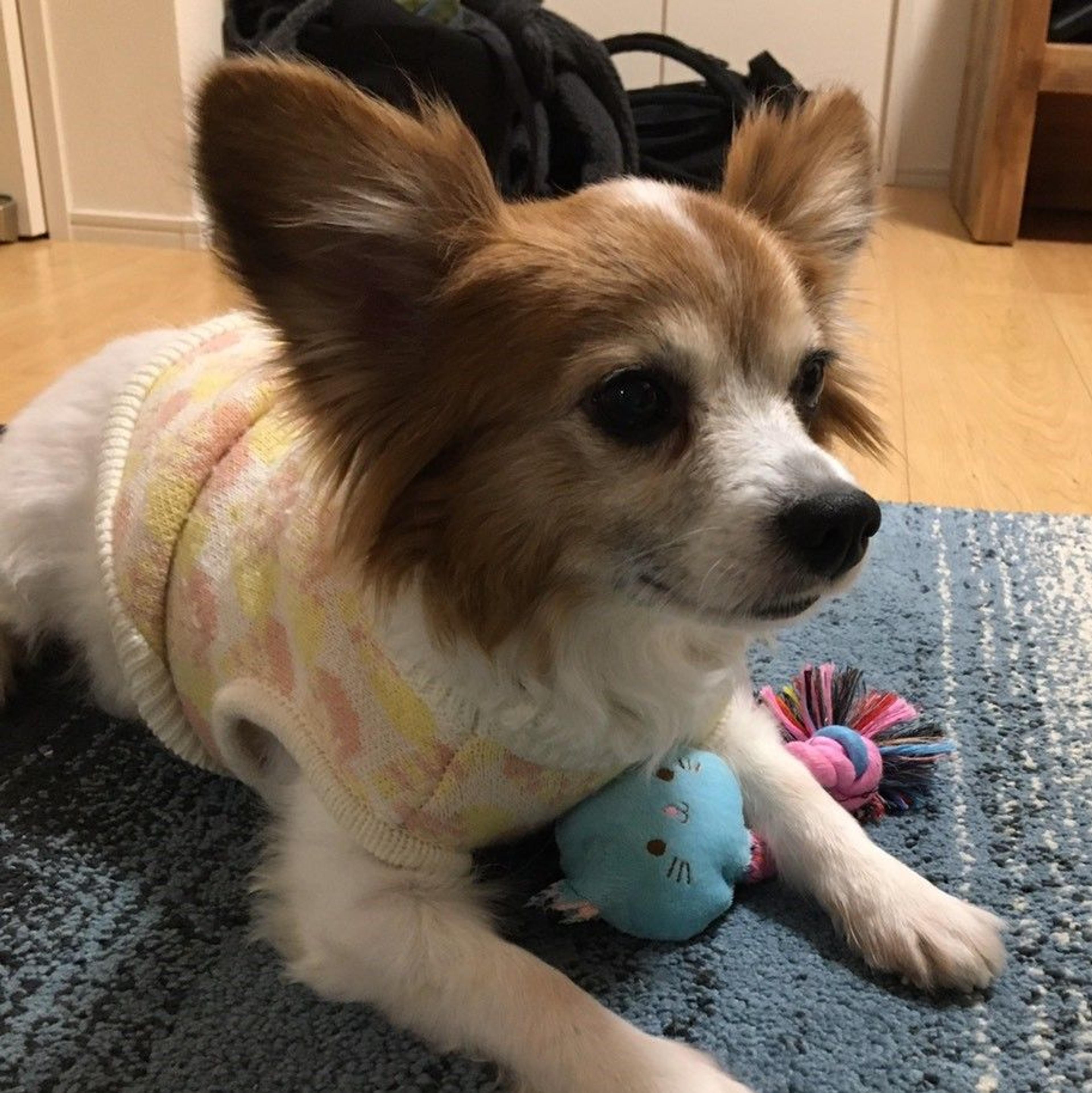 pet-image-2