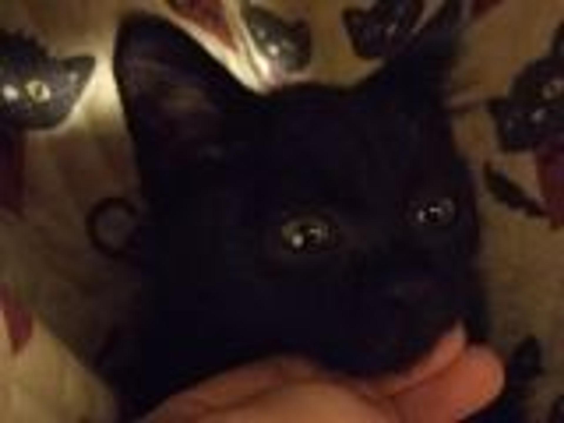 pet-image-2