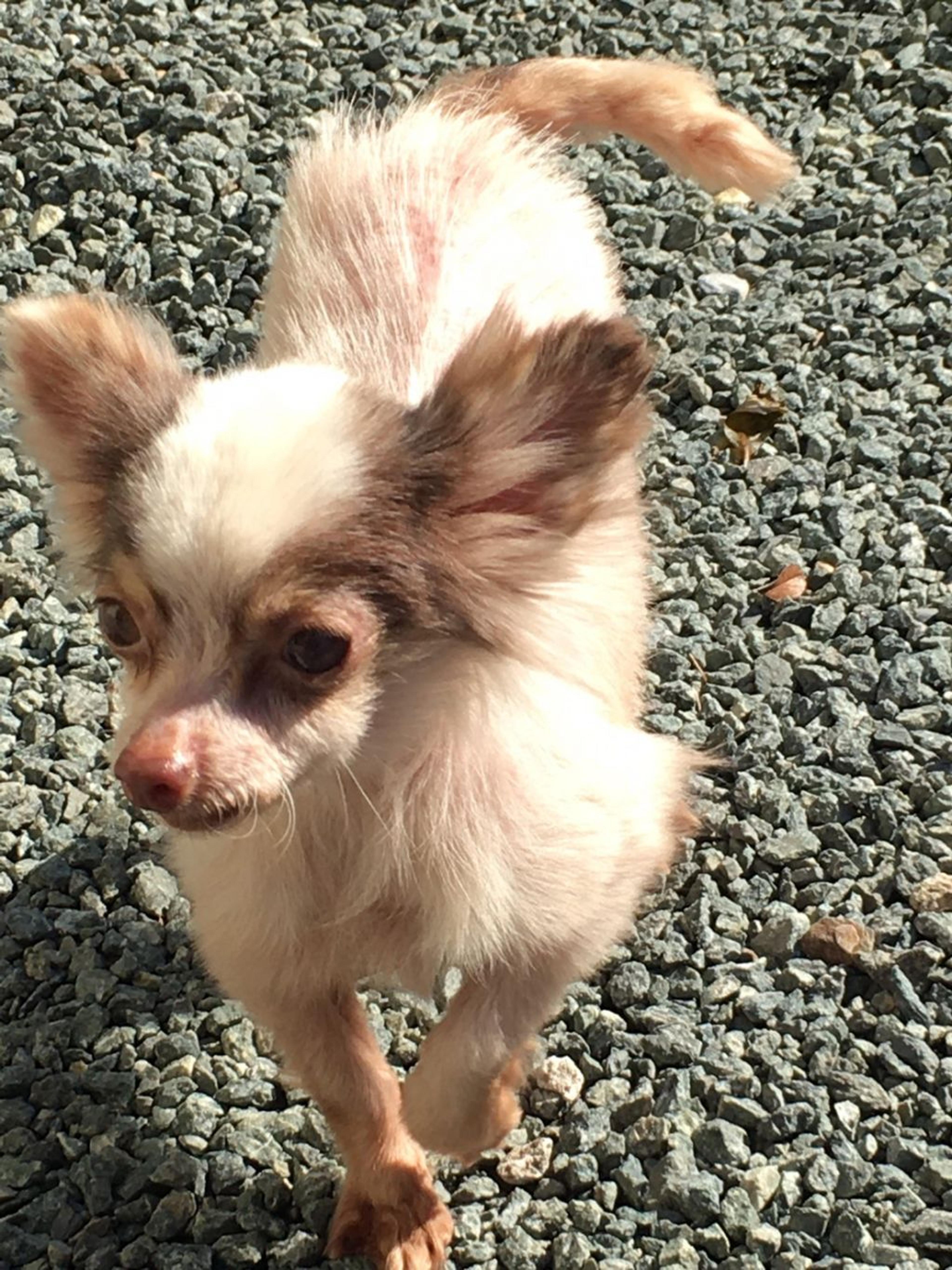 pet-image-2