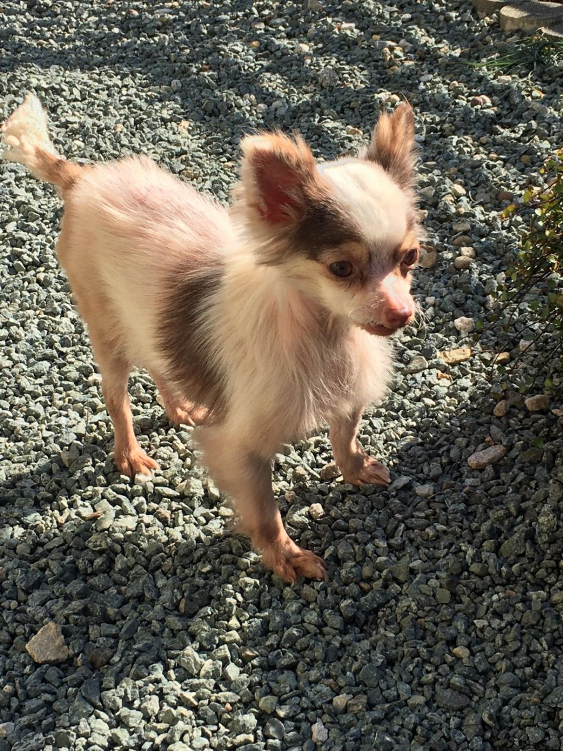 pet-image-3