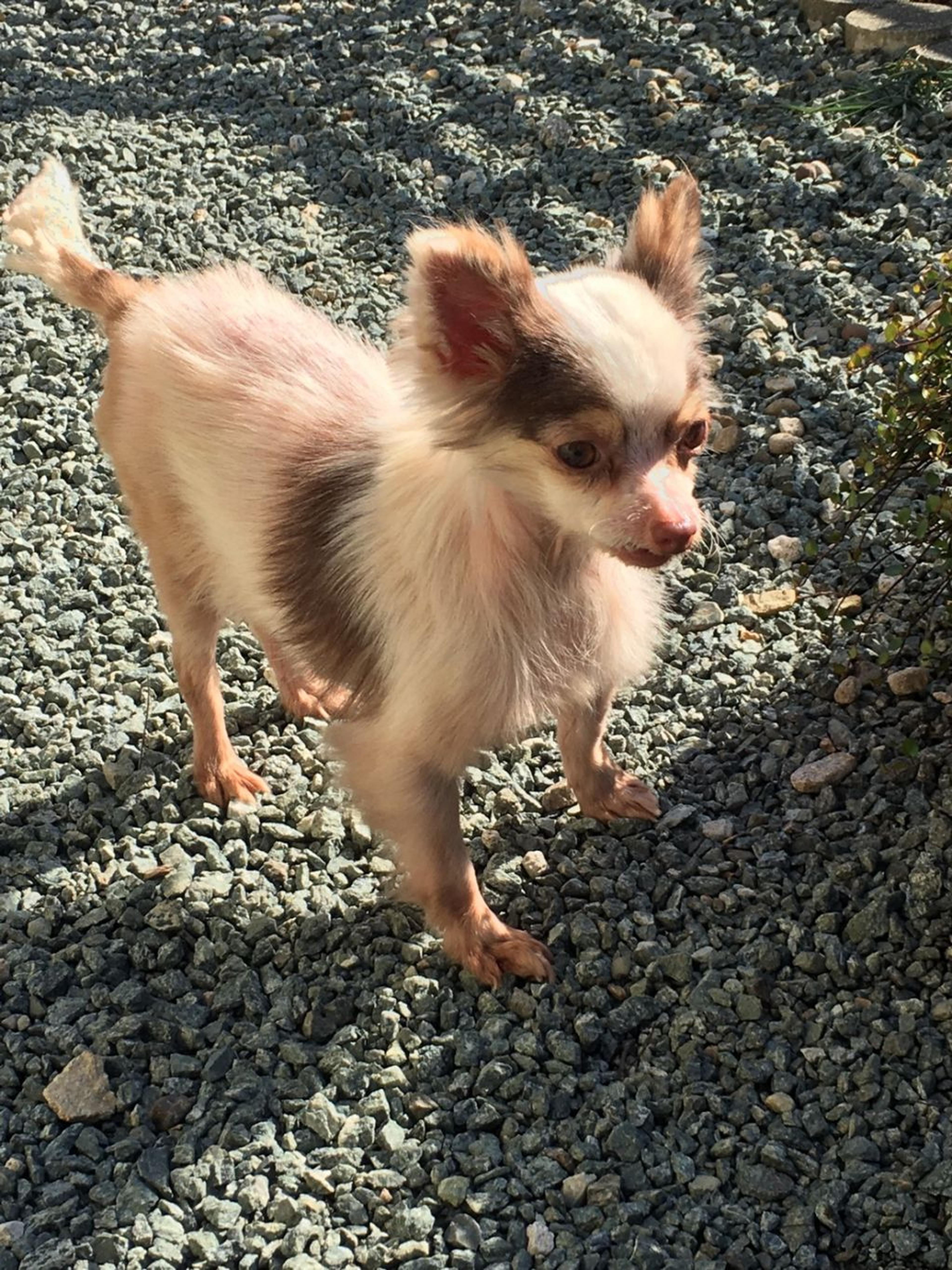 pet-image-3