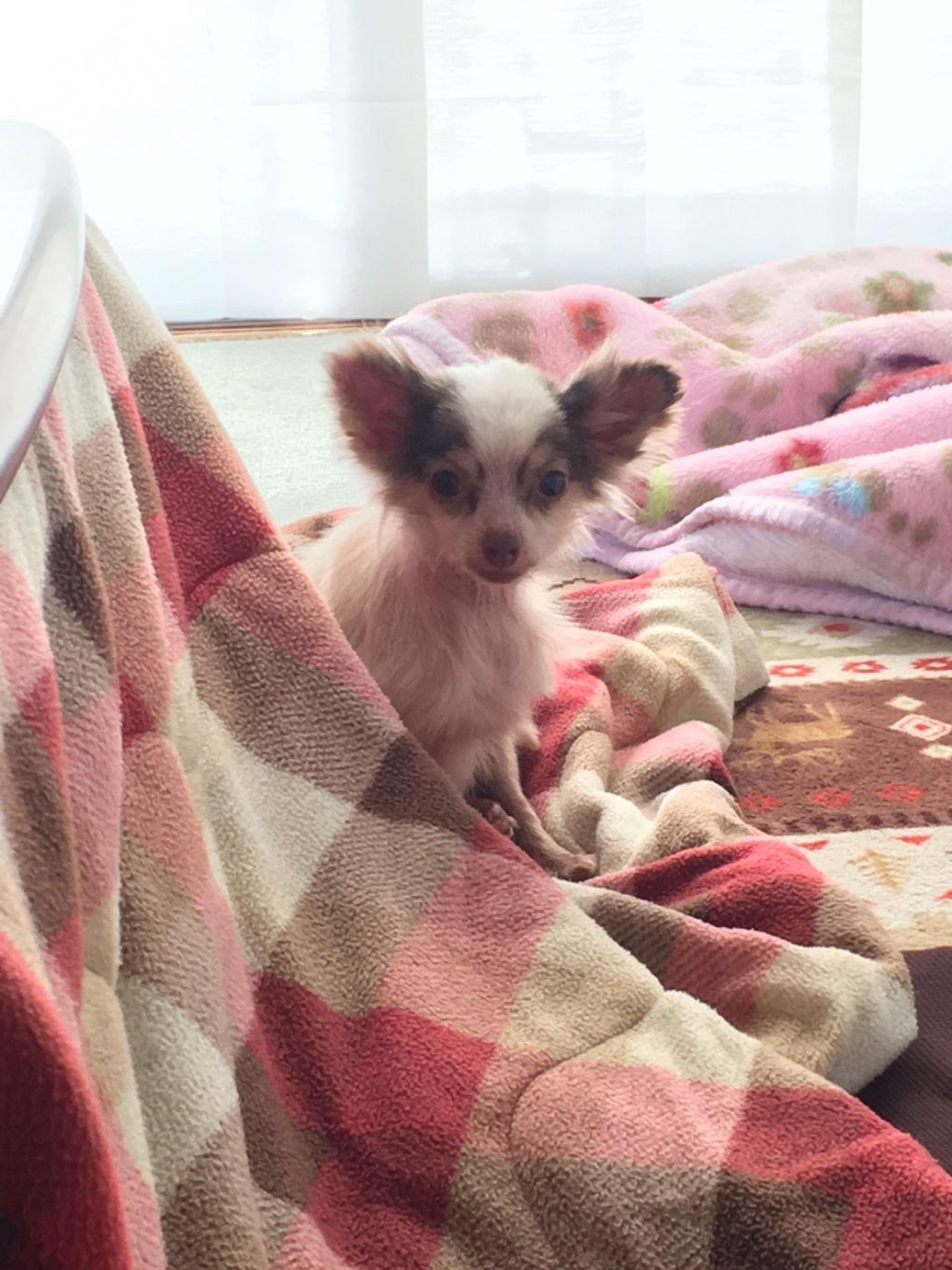 pet-image-4