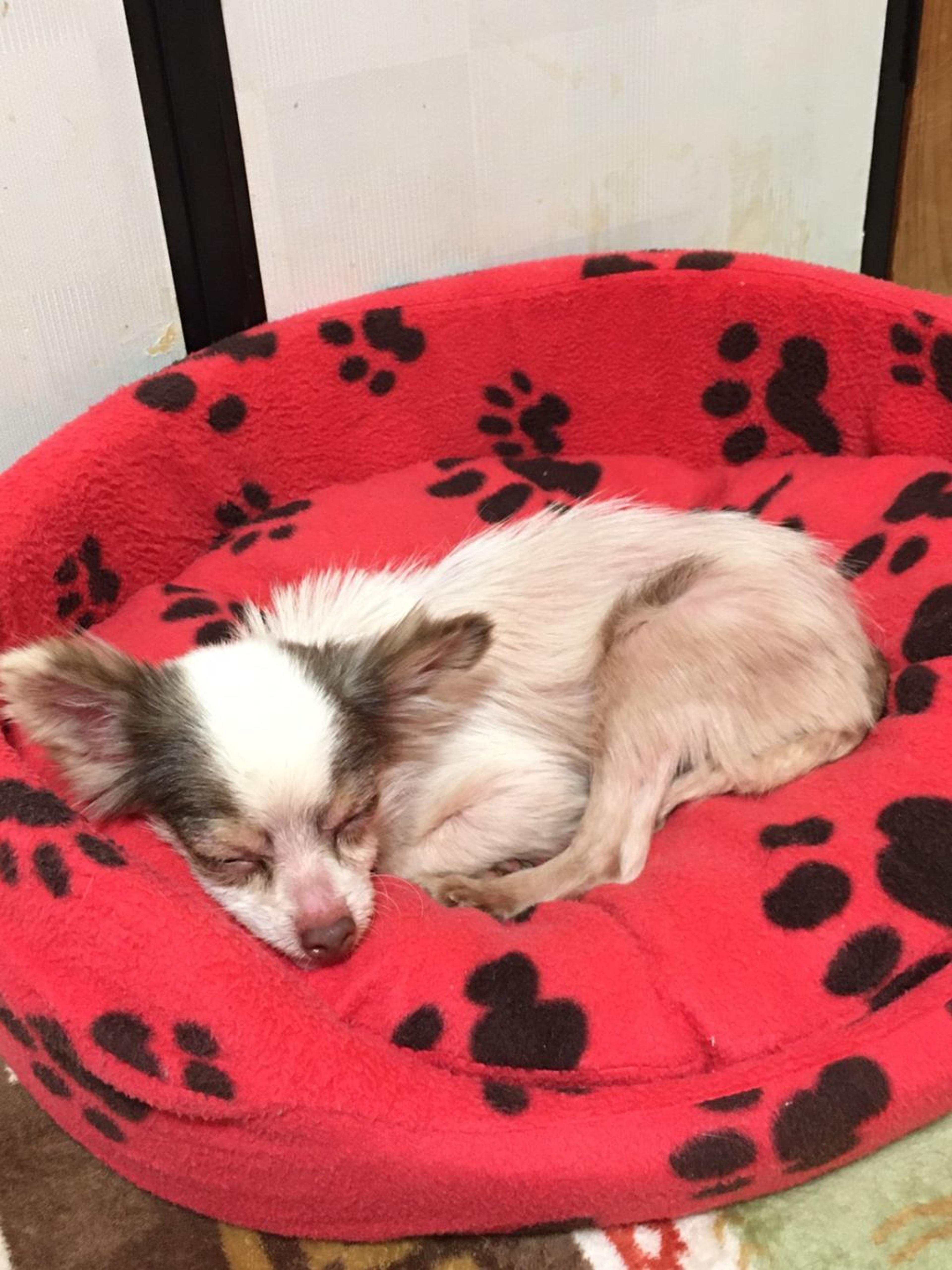 pet-image-5