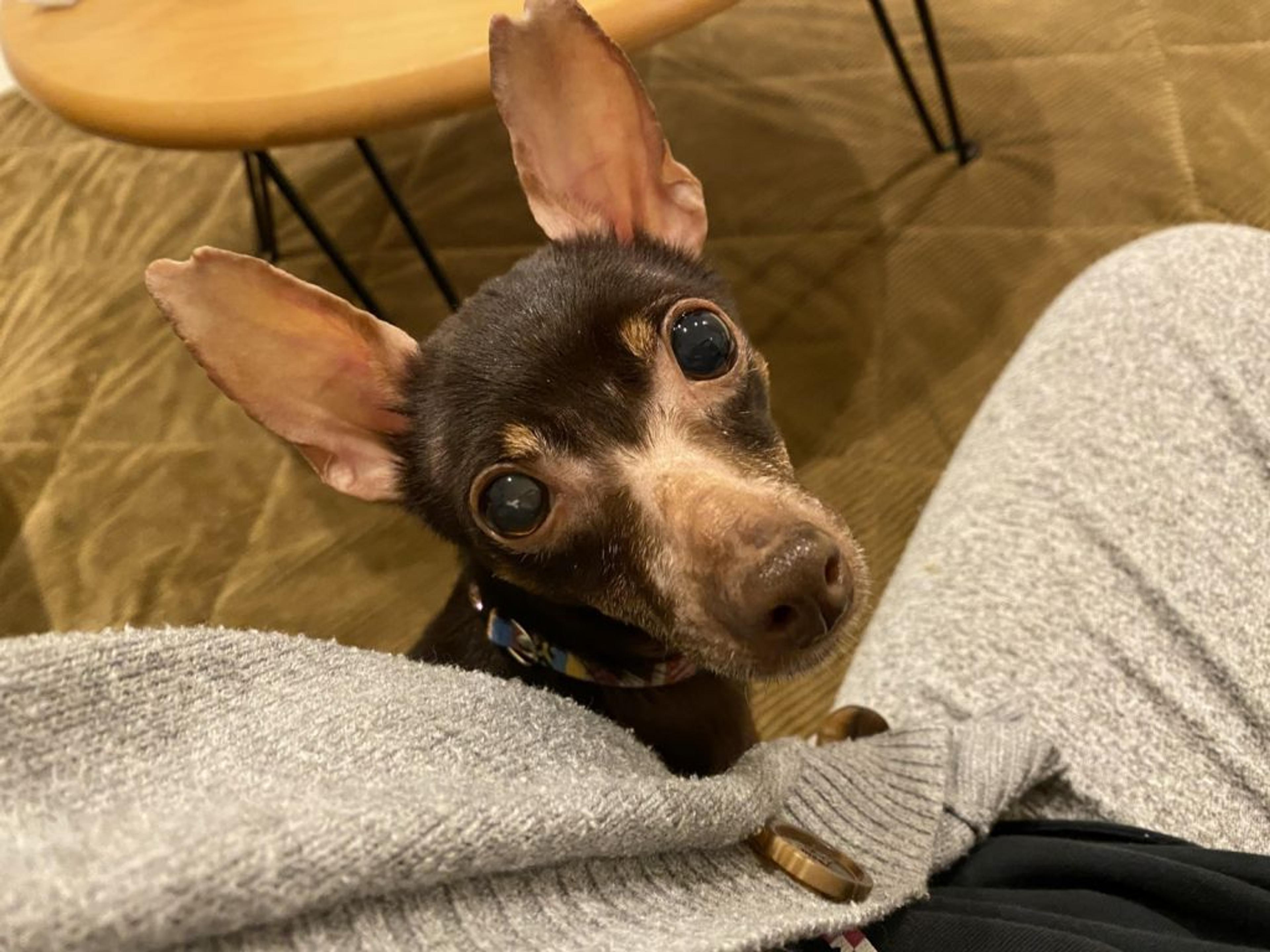 pet-image-2