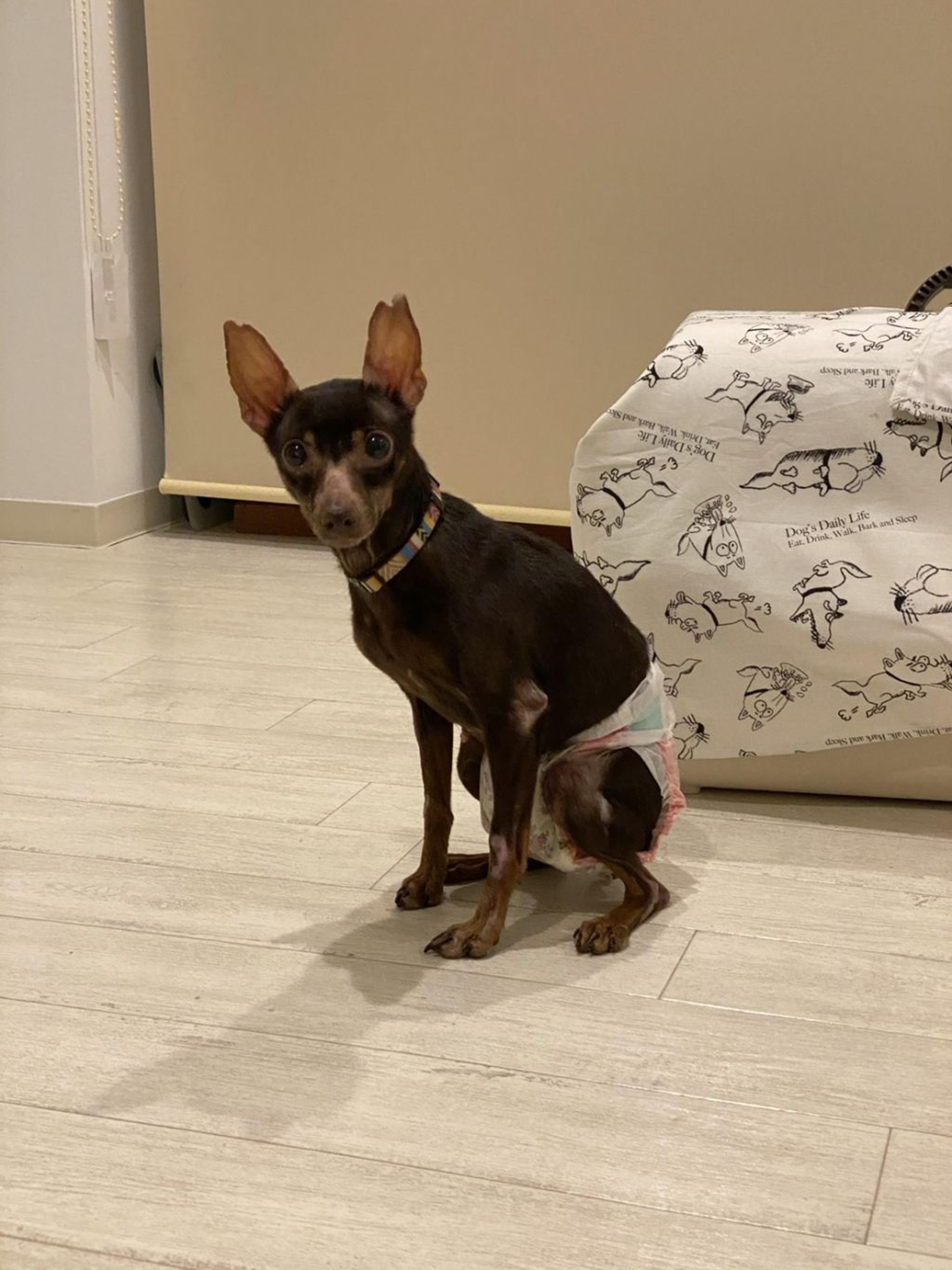 pet-image-3
