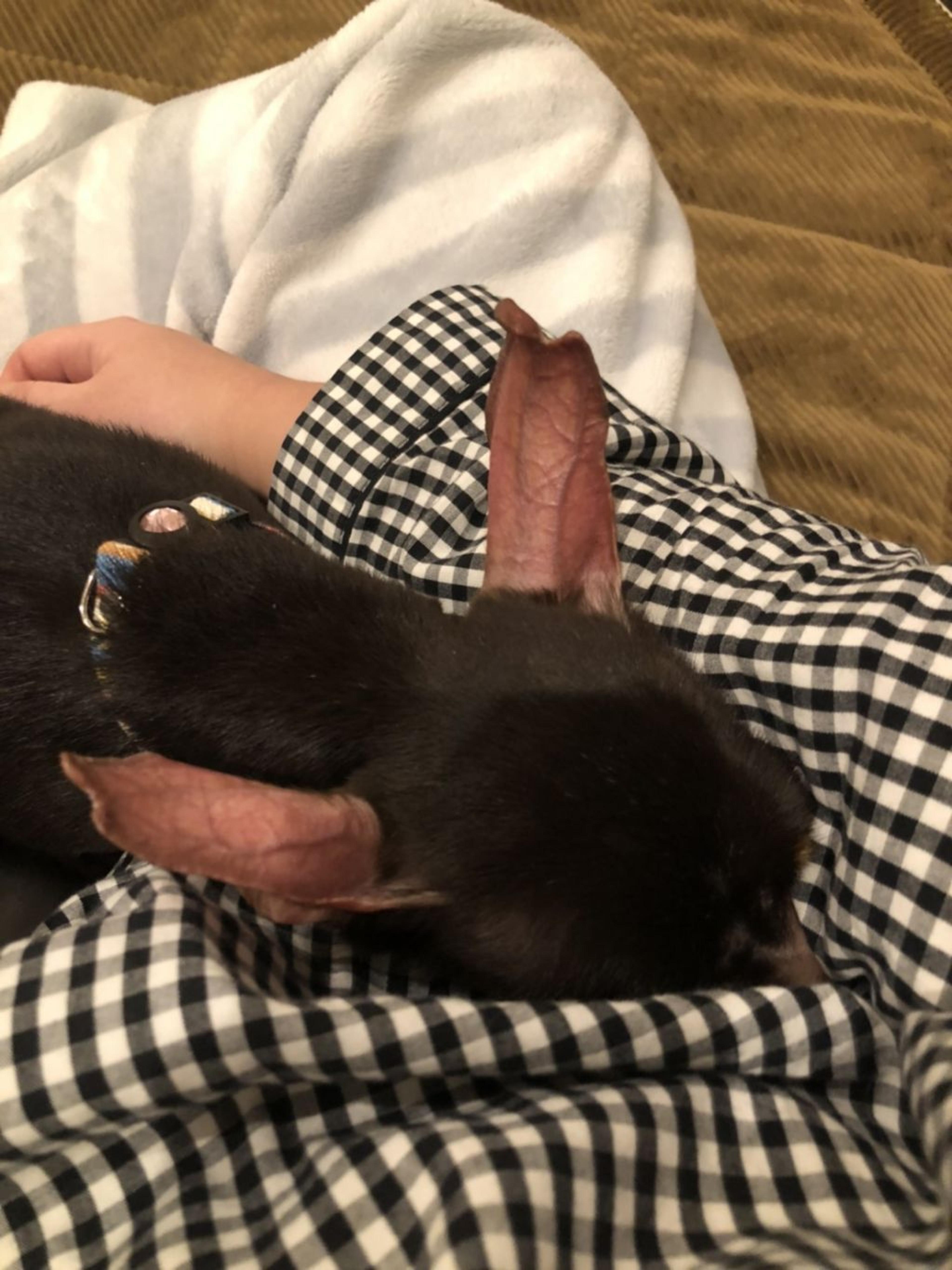 pet-image-4