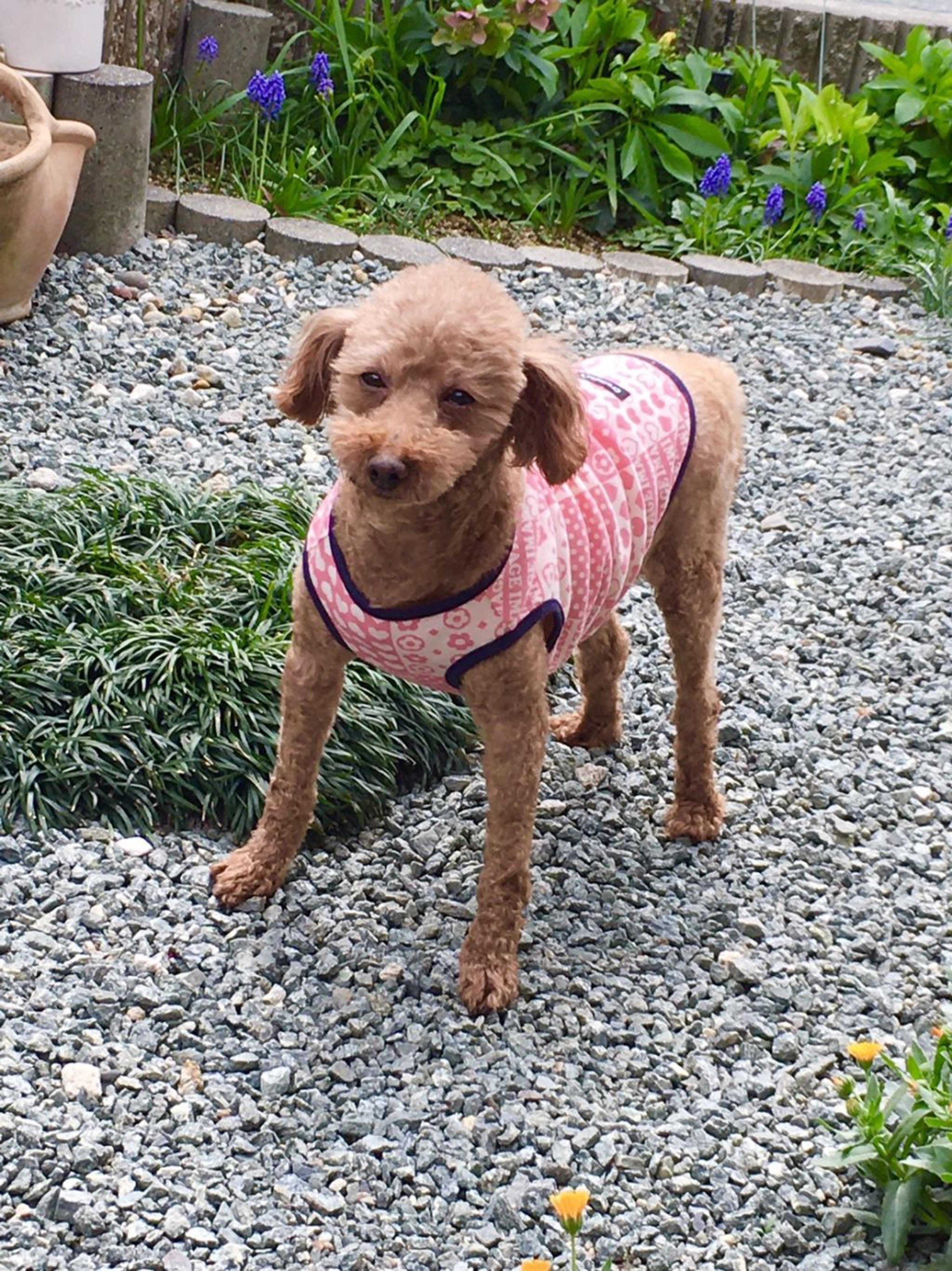 pet-image-2