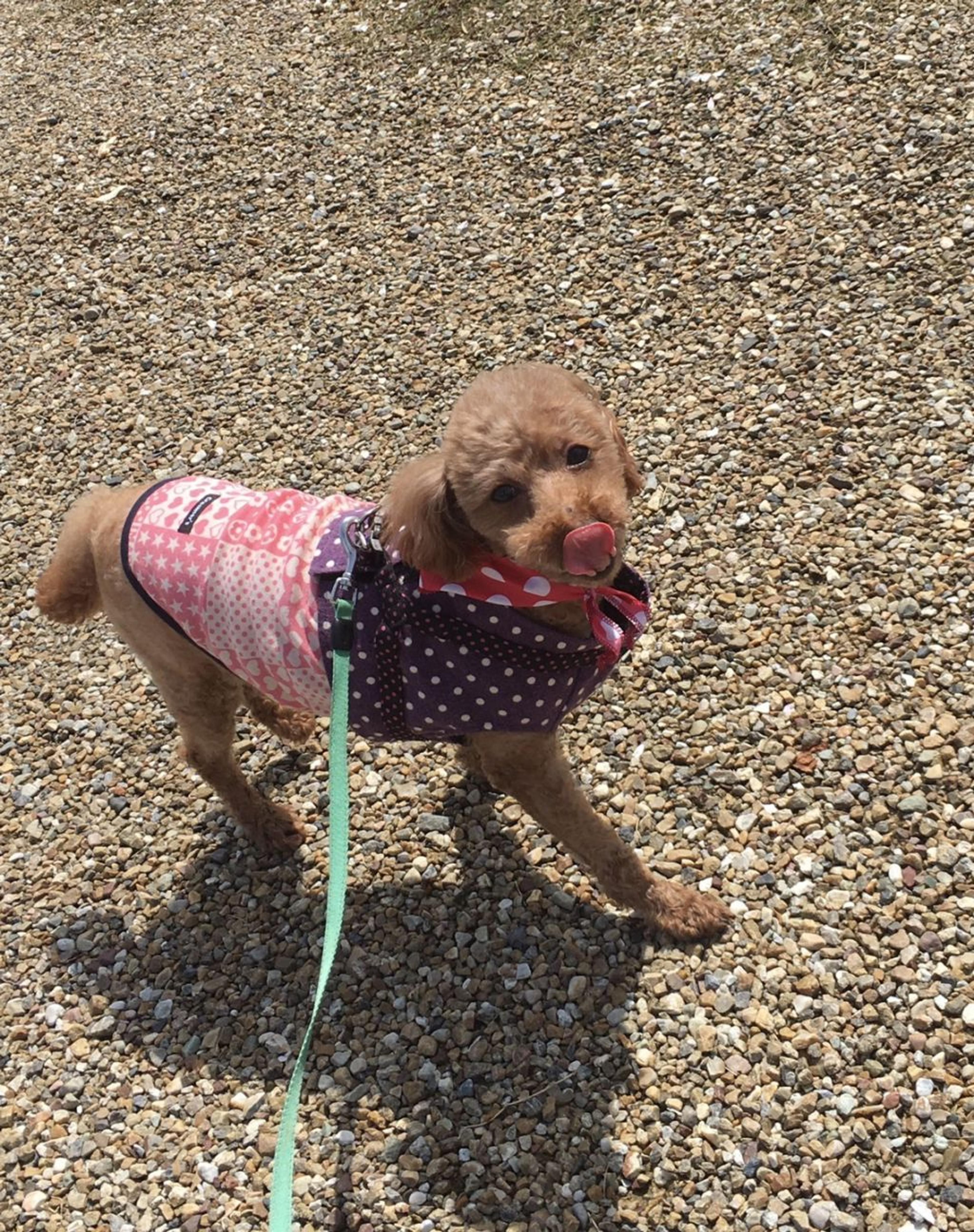pet-image-3