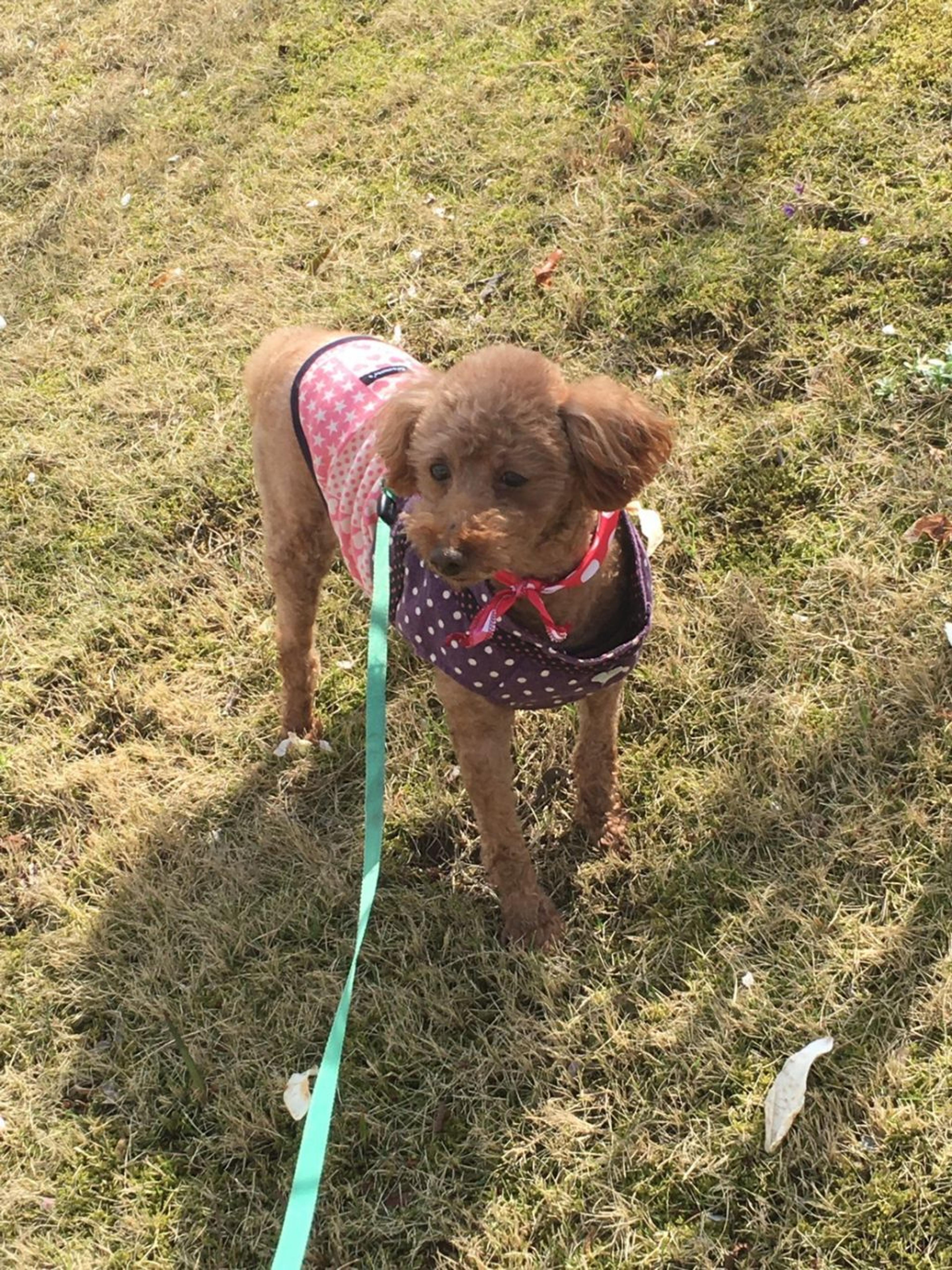 pet-image-4