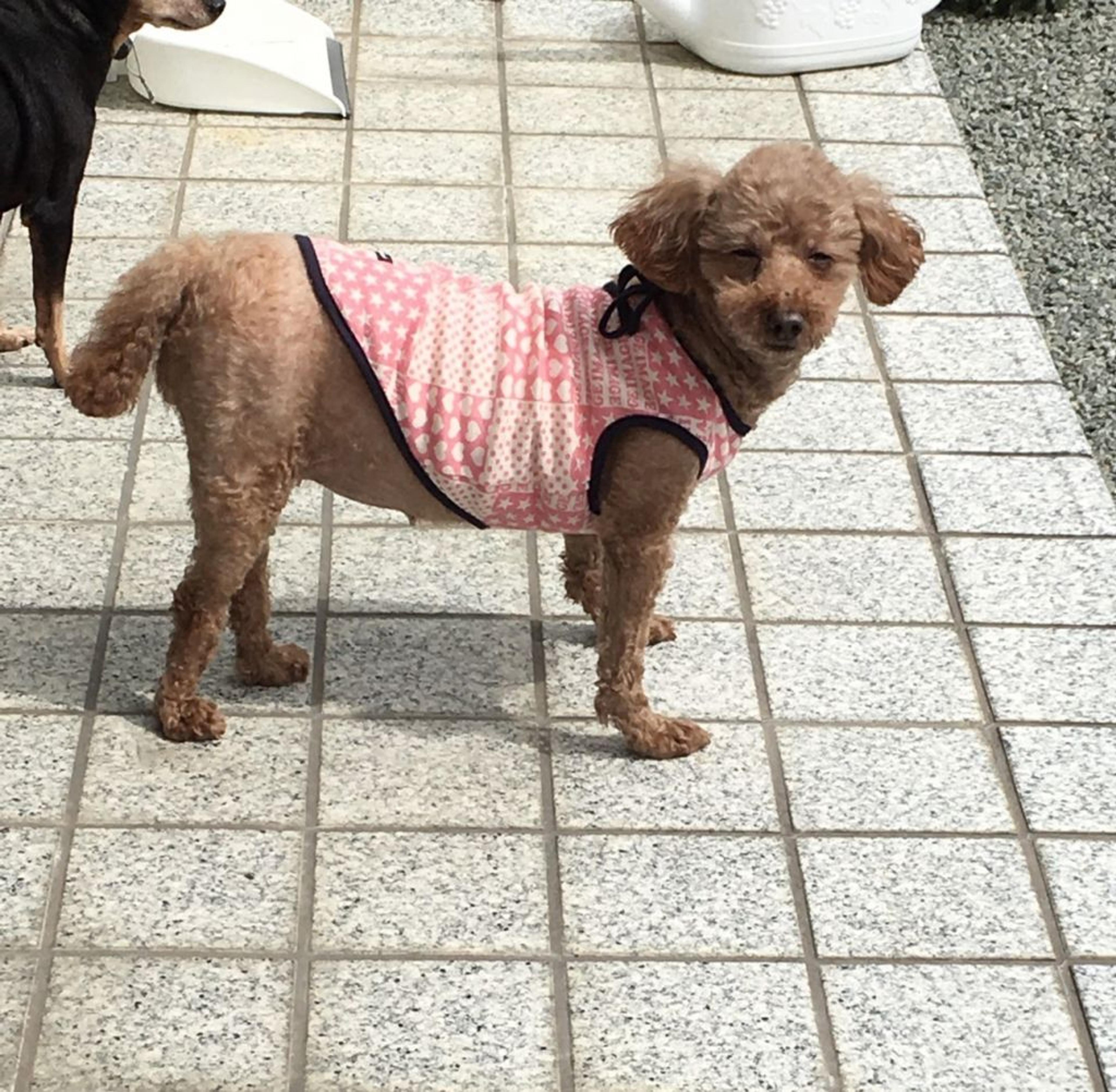 pet-image-5