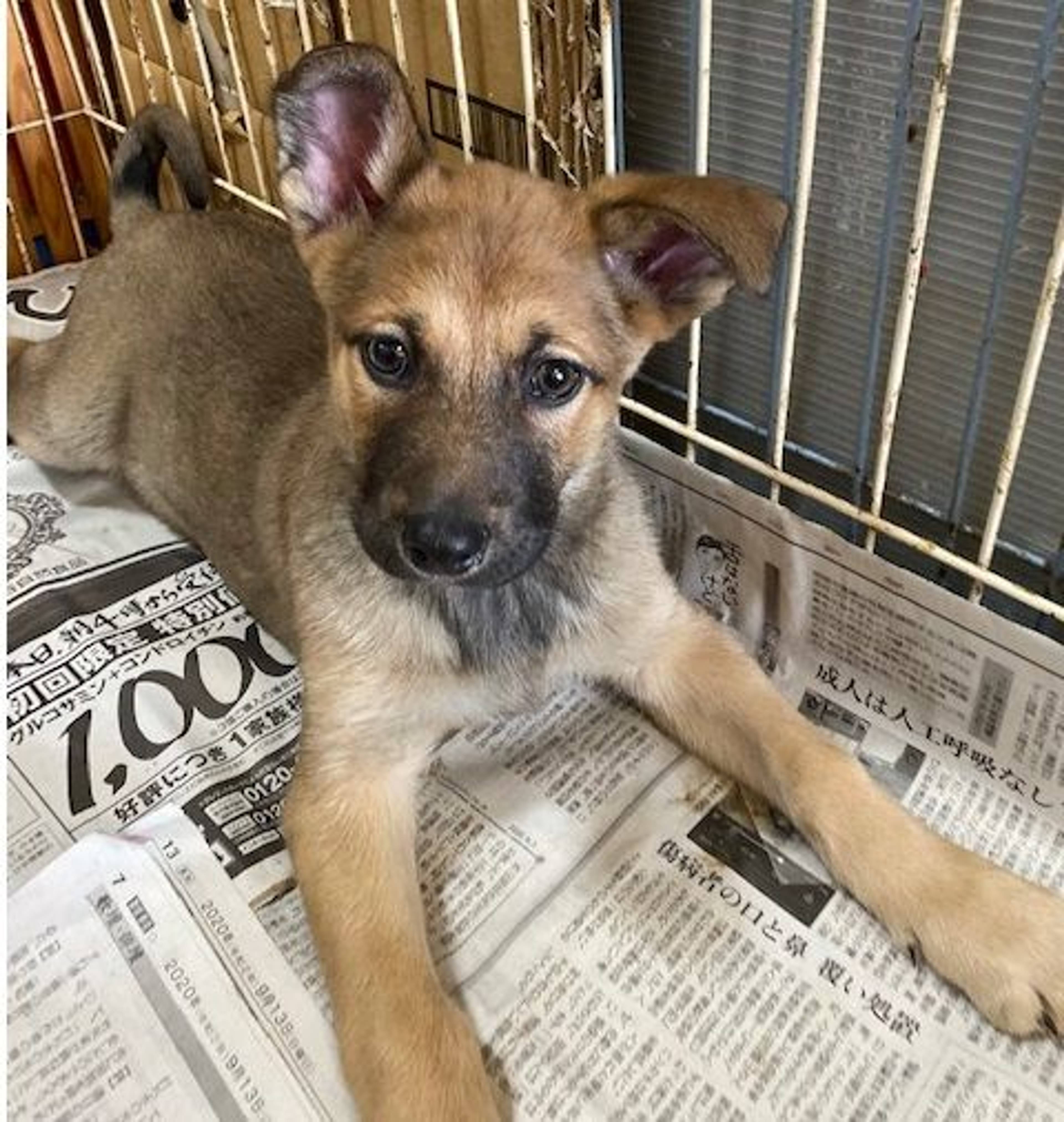 雑種（ミックス犬）・オスの里親募集の写真