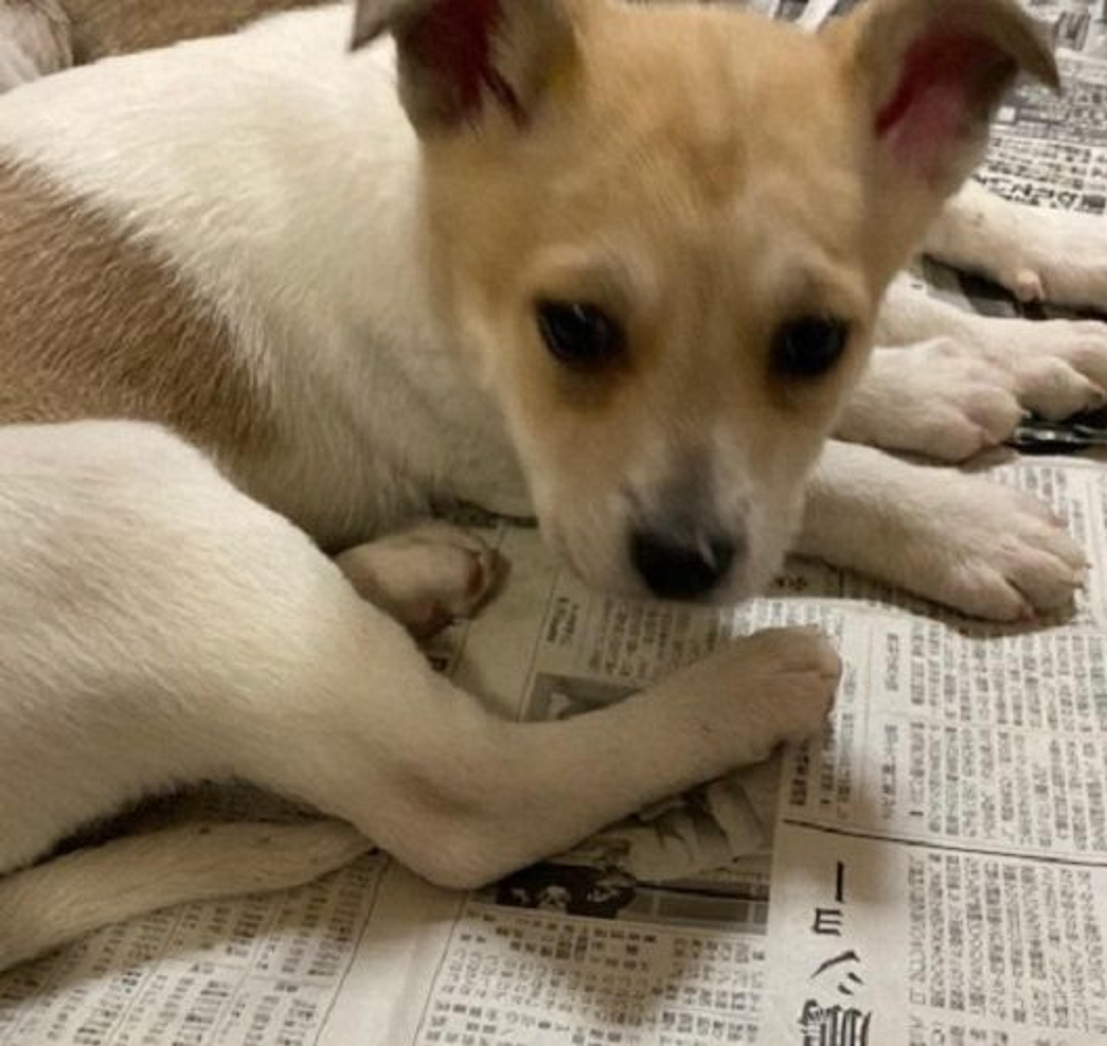 pet-image-2
