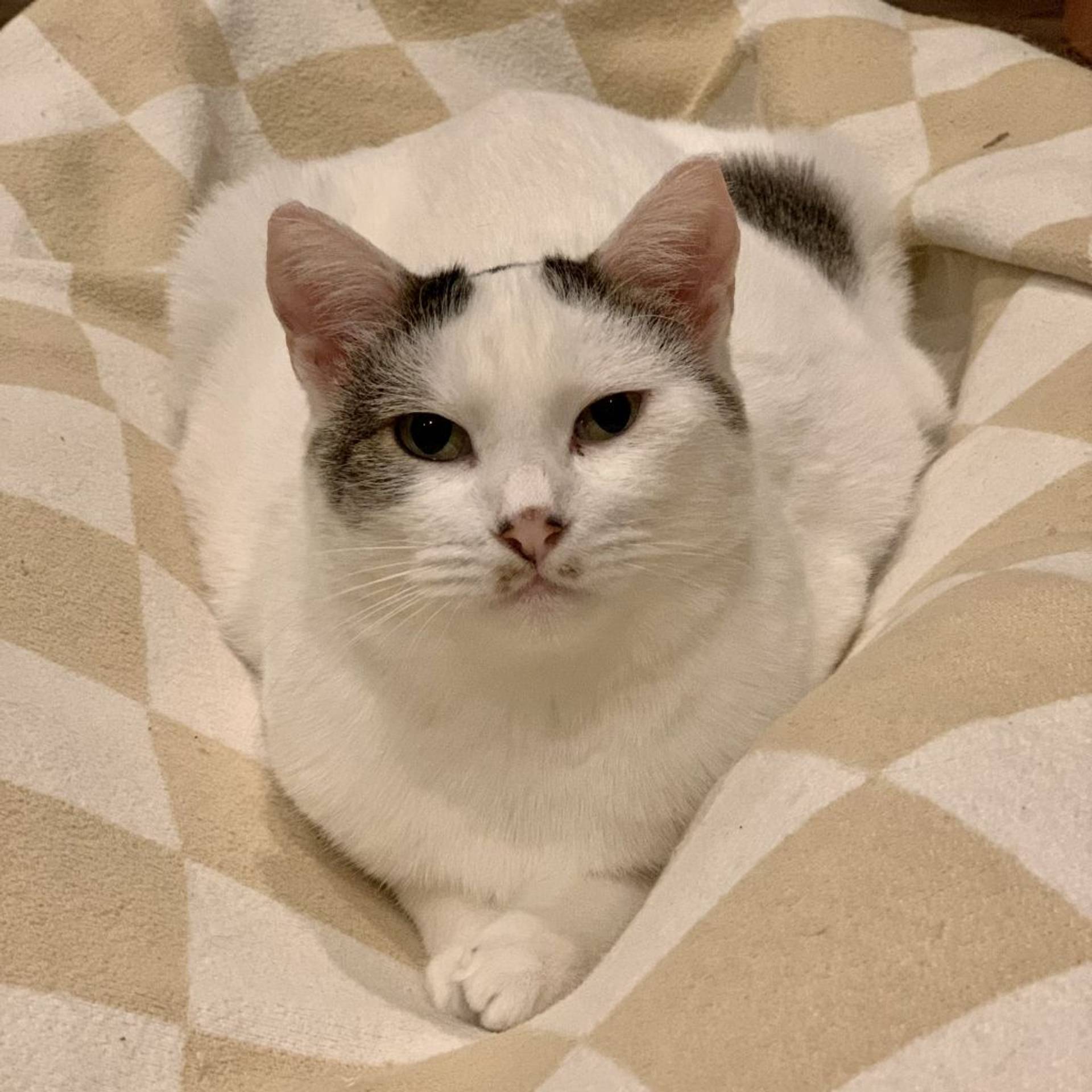 雑種（ミックス猫）・メスの里親募集の写真