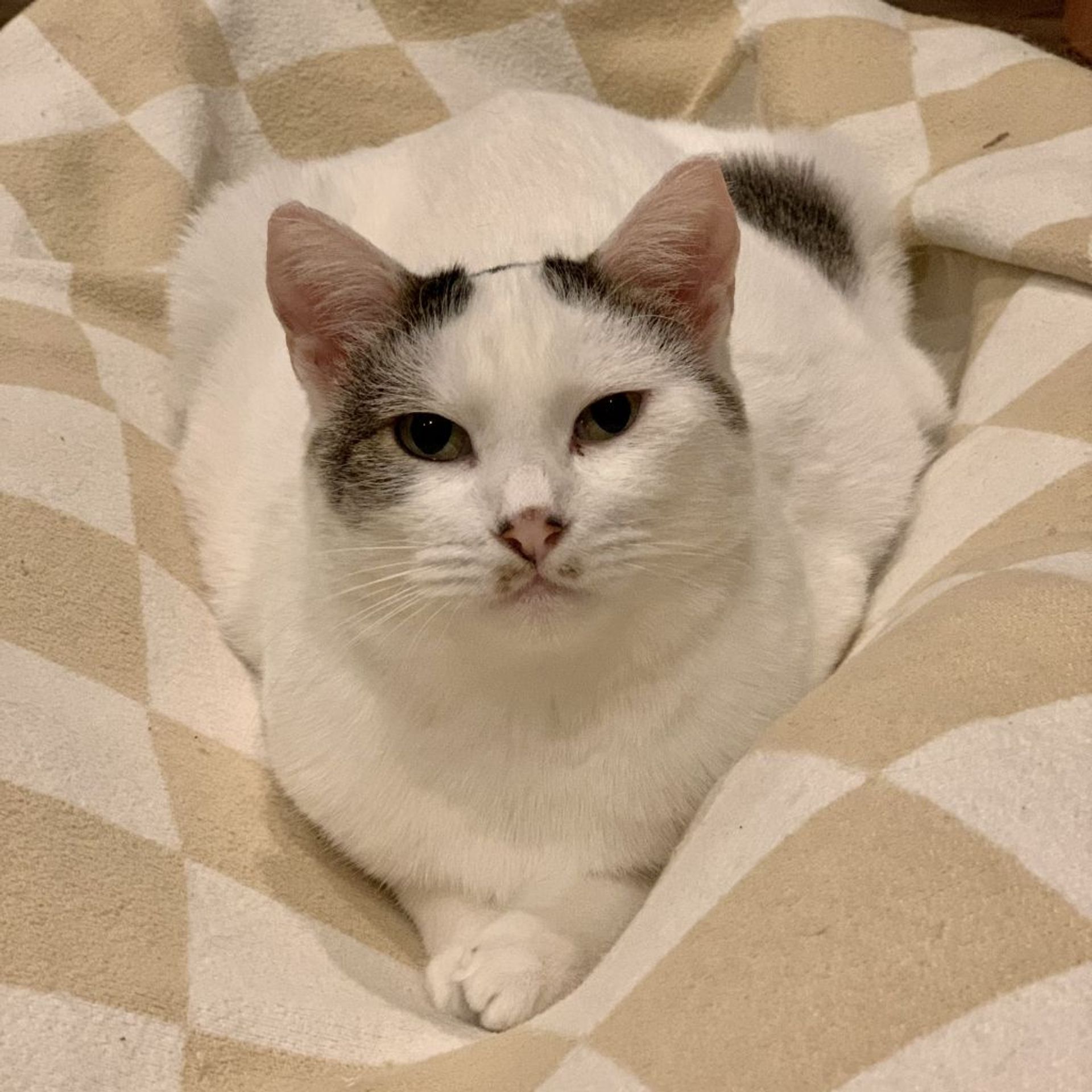 雑種（ミックス猫）・メスの里親募集の写真