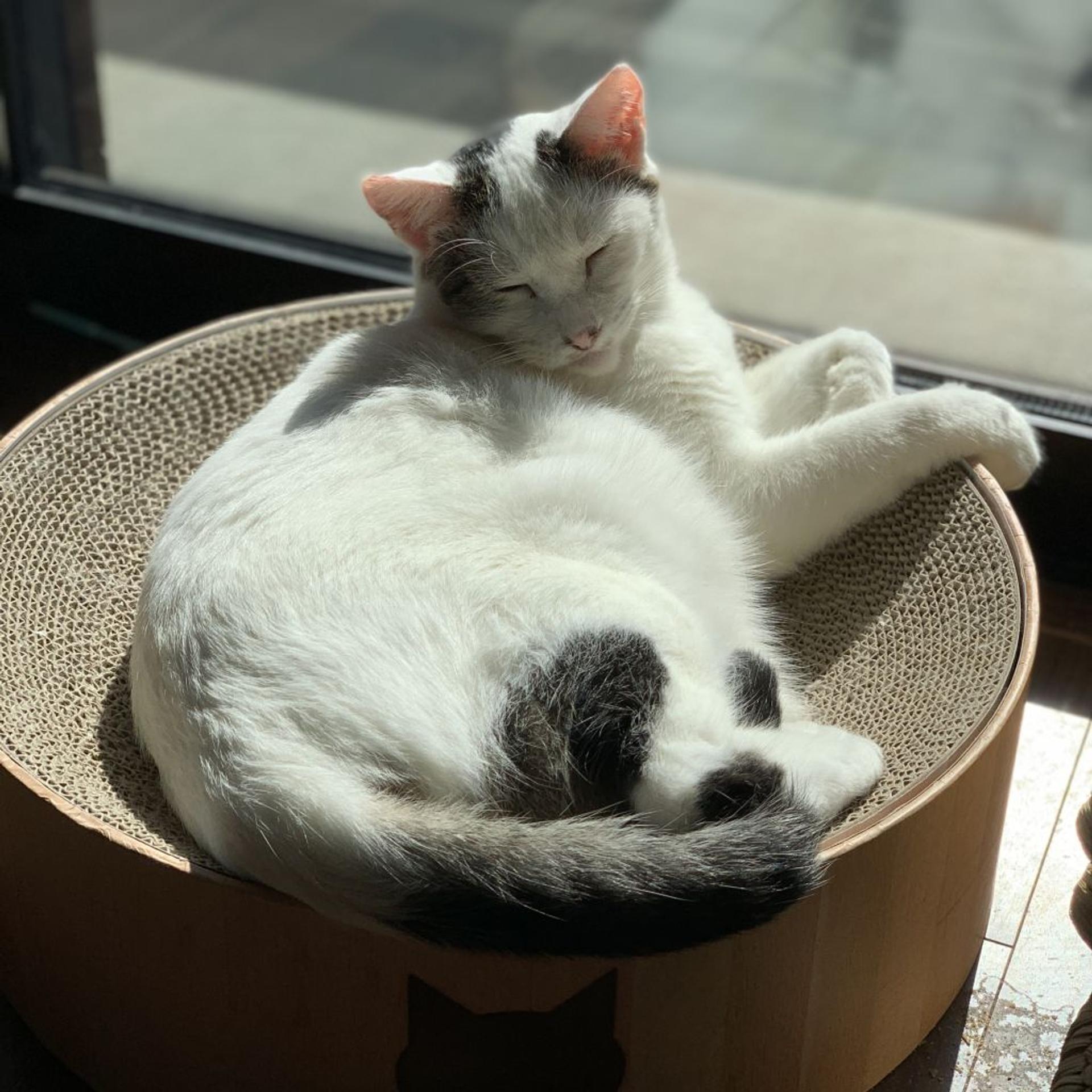 pet-image-2